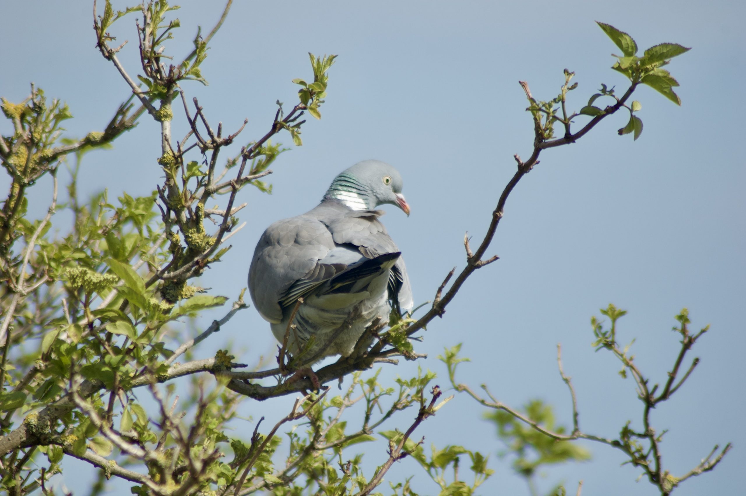 Common Wood Pigeon