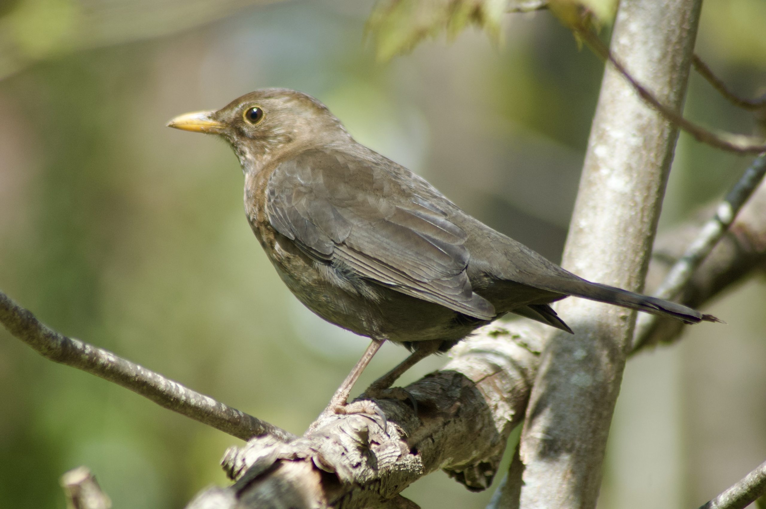 Blackbird