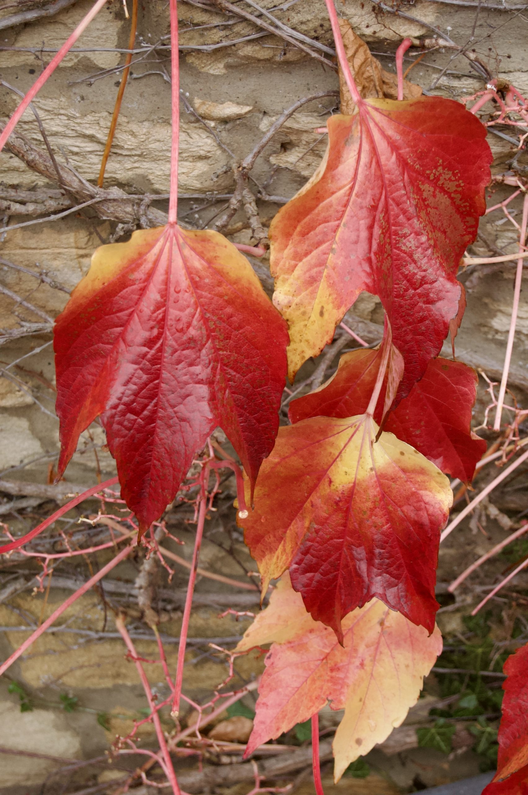 Boston Ivy