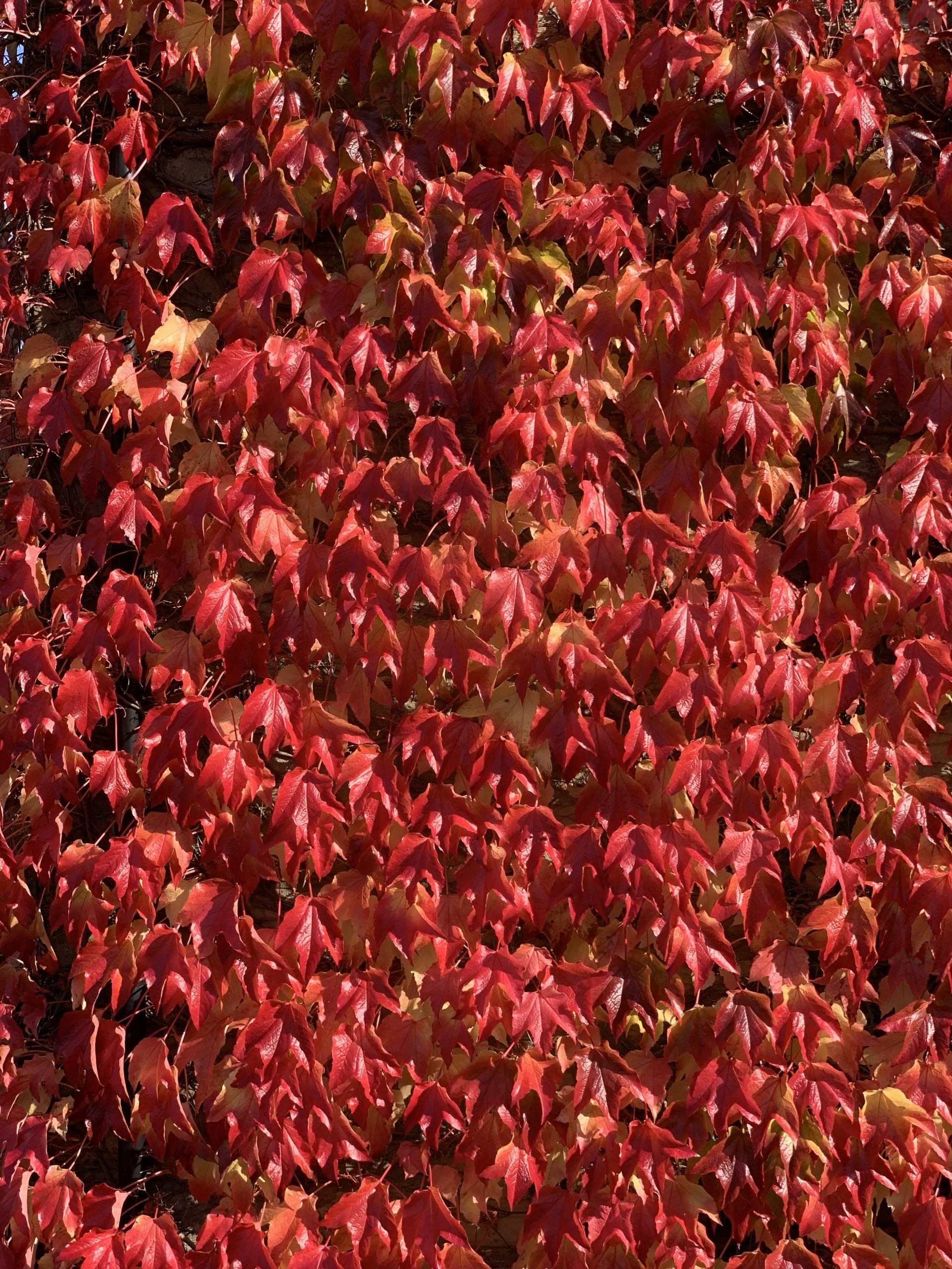 Boston Ivy