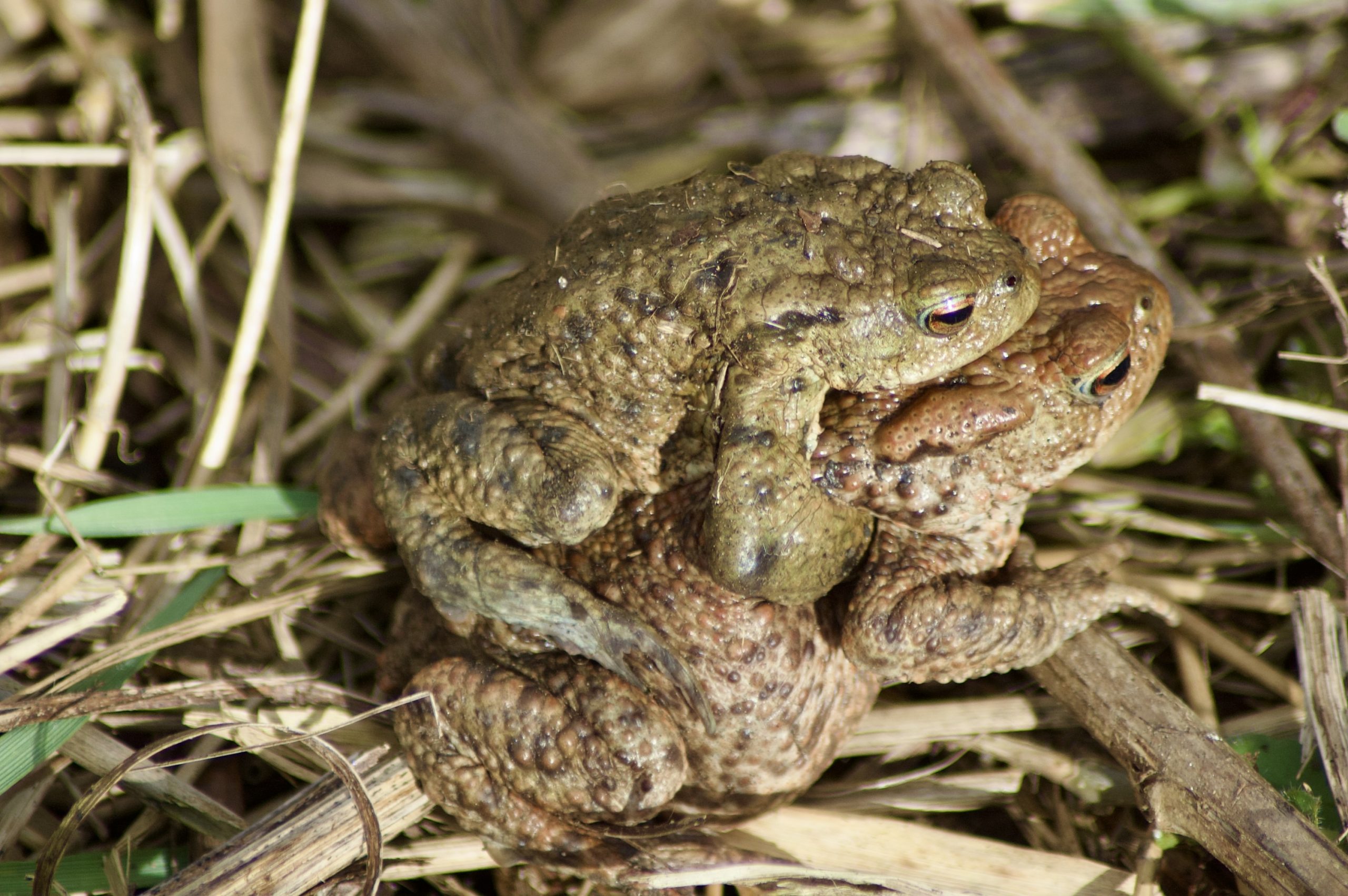 Mating Toads