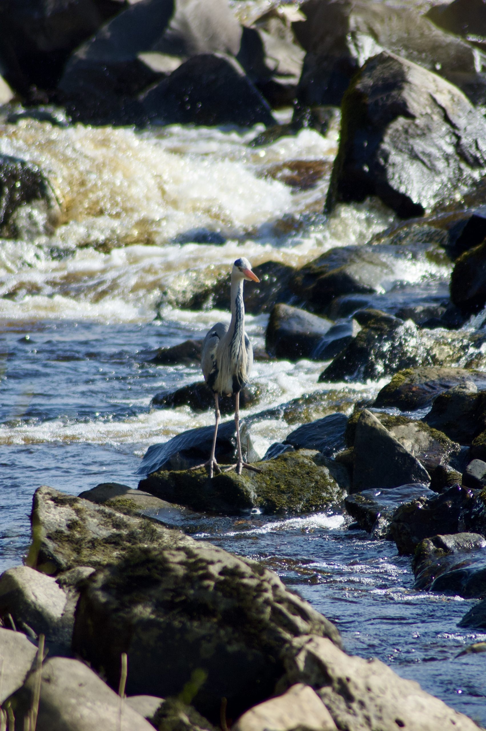 Grey Heron