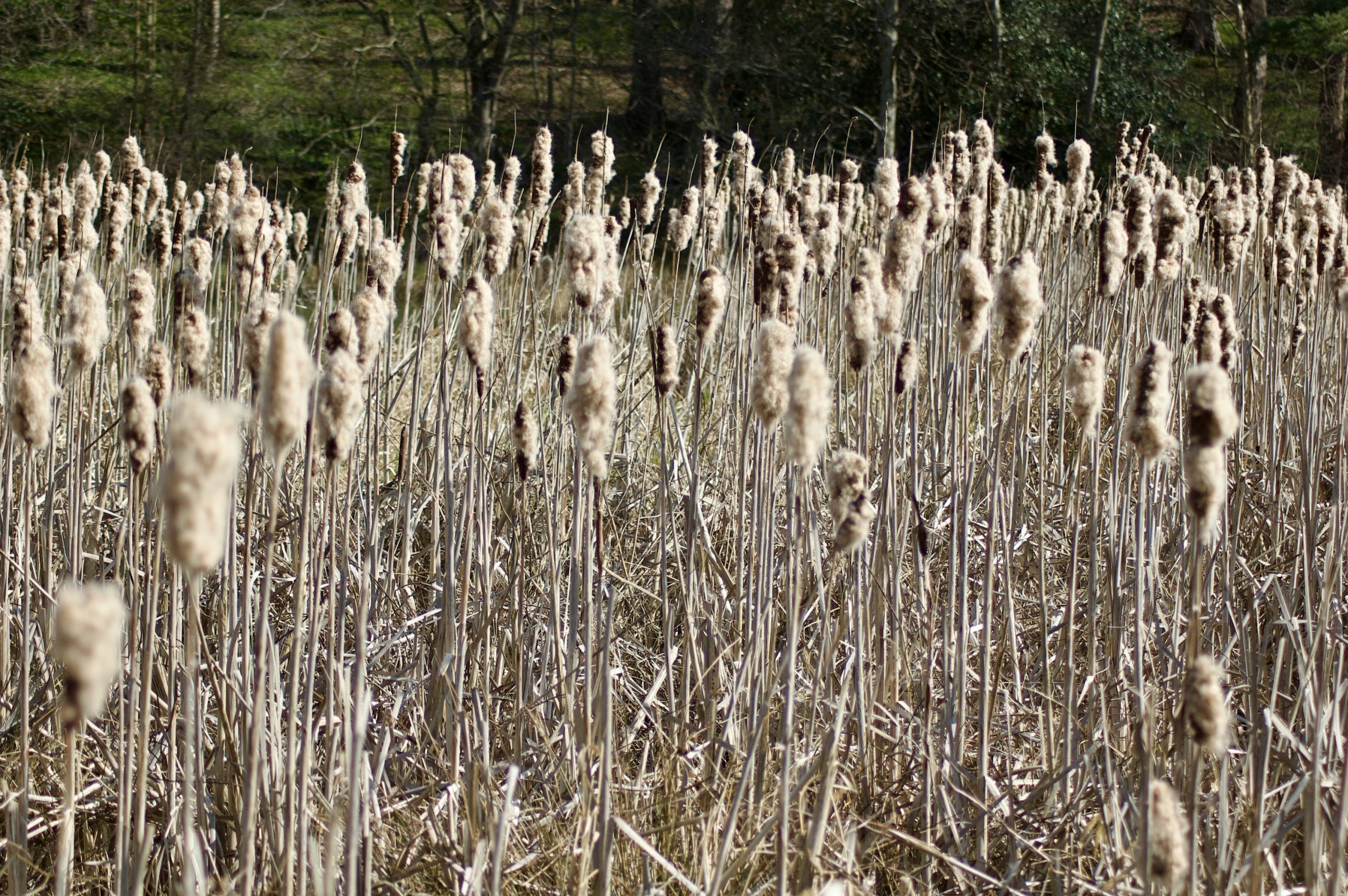 Bulrushes