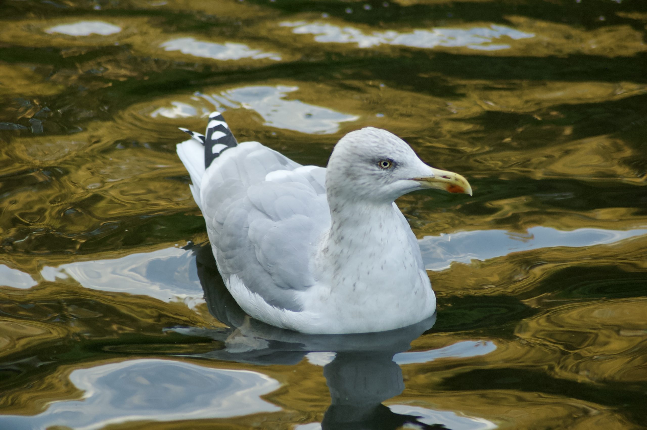 Herring Gull