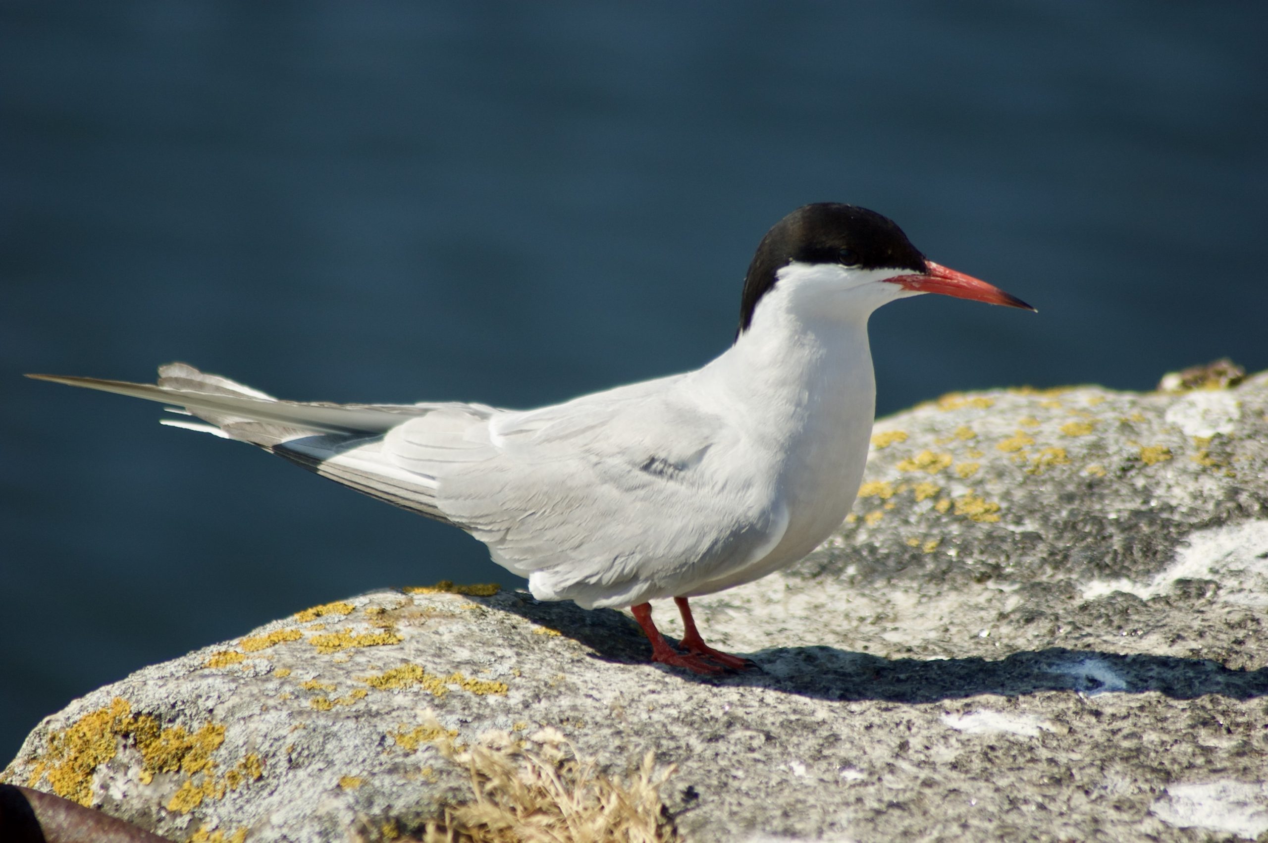 Arctic Tern