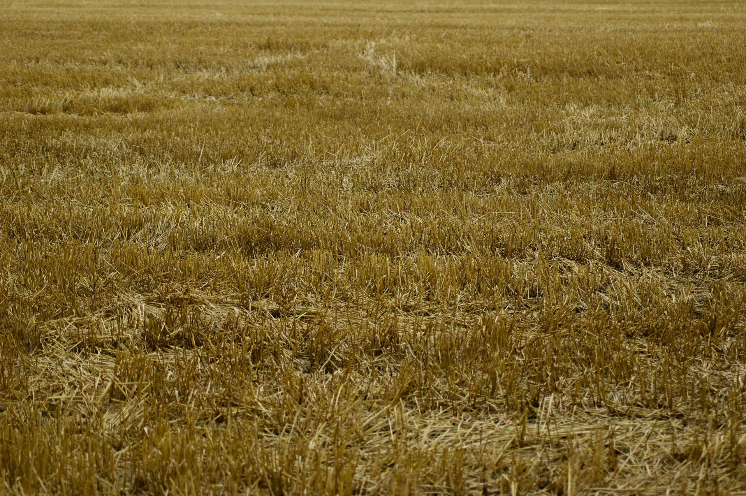 After the Harvest