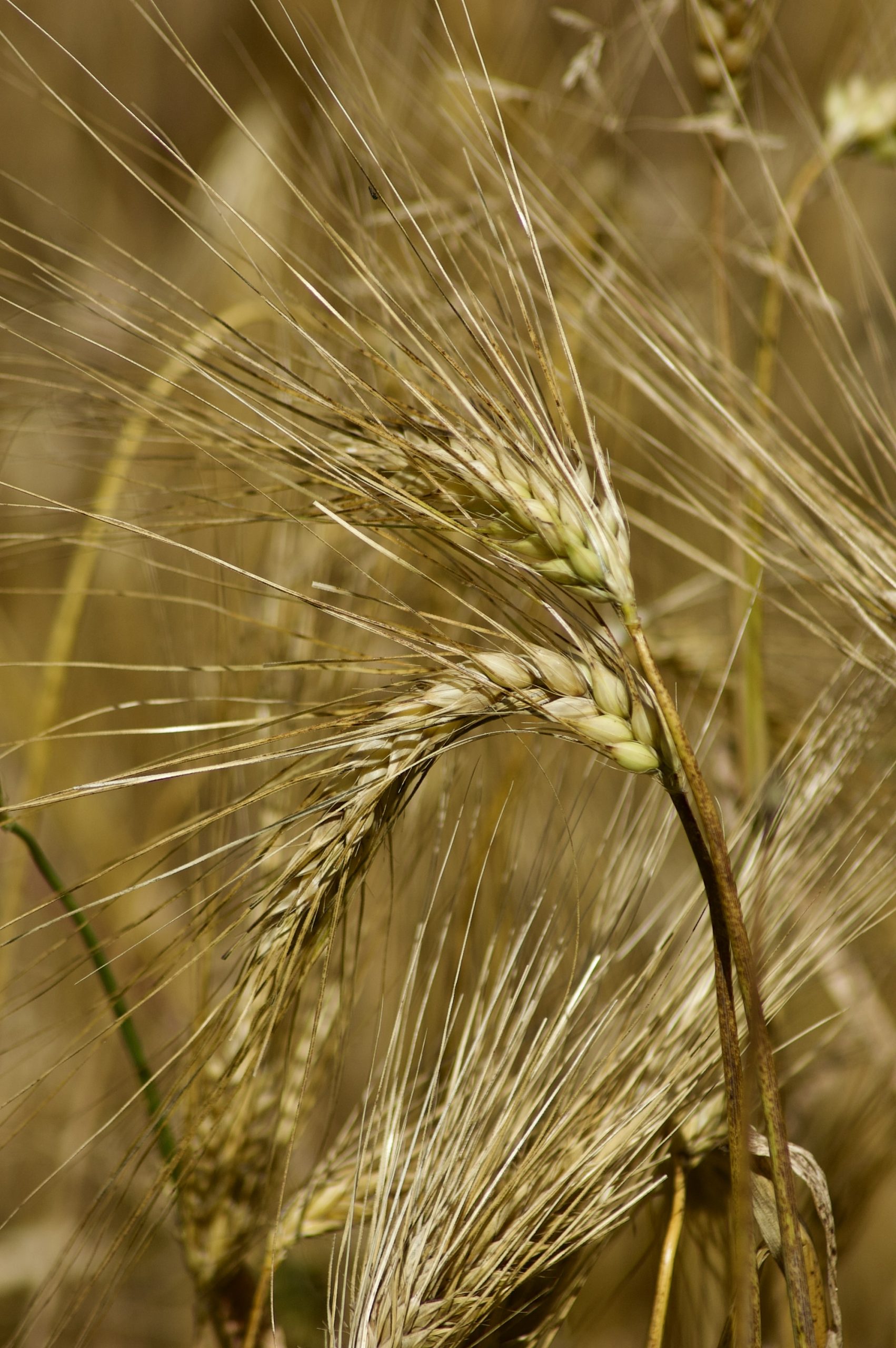 Ripe For Harvest