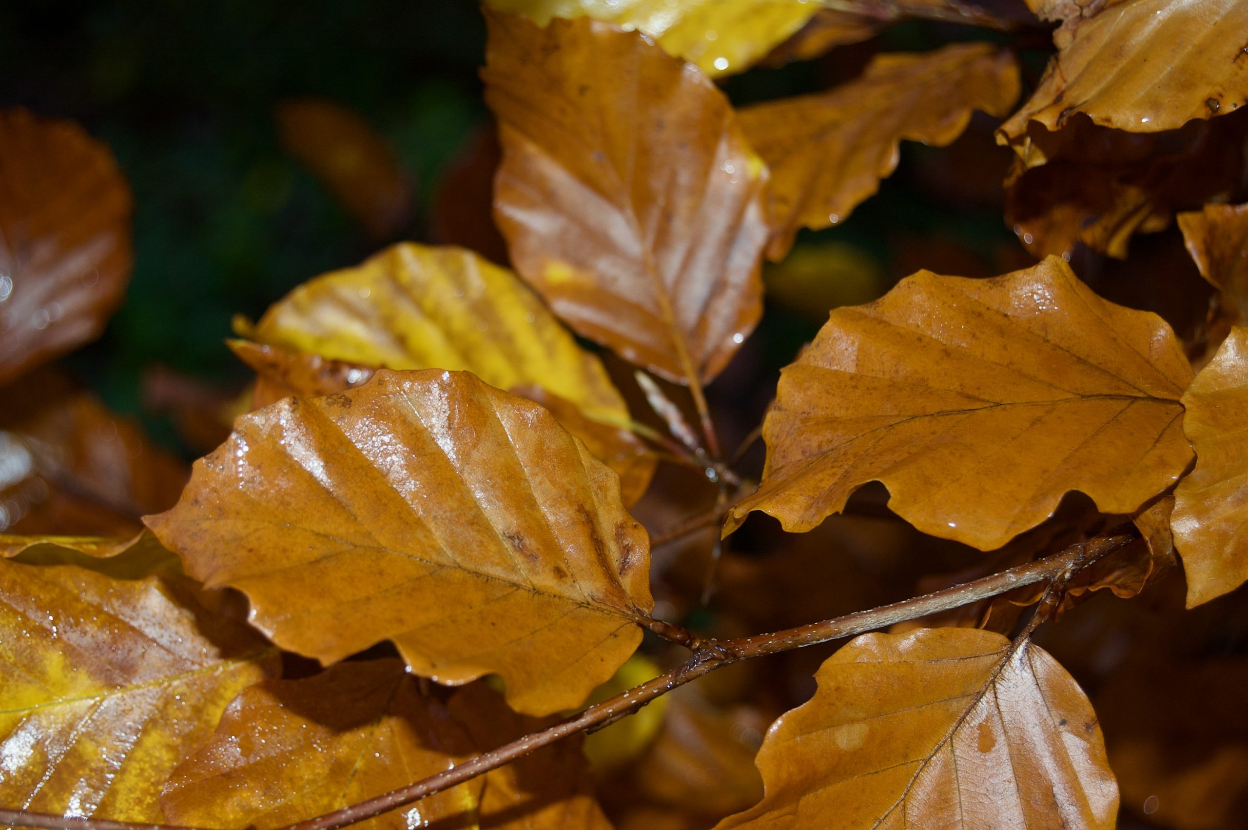 Autumn Leaves