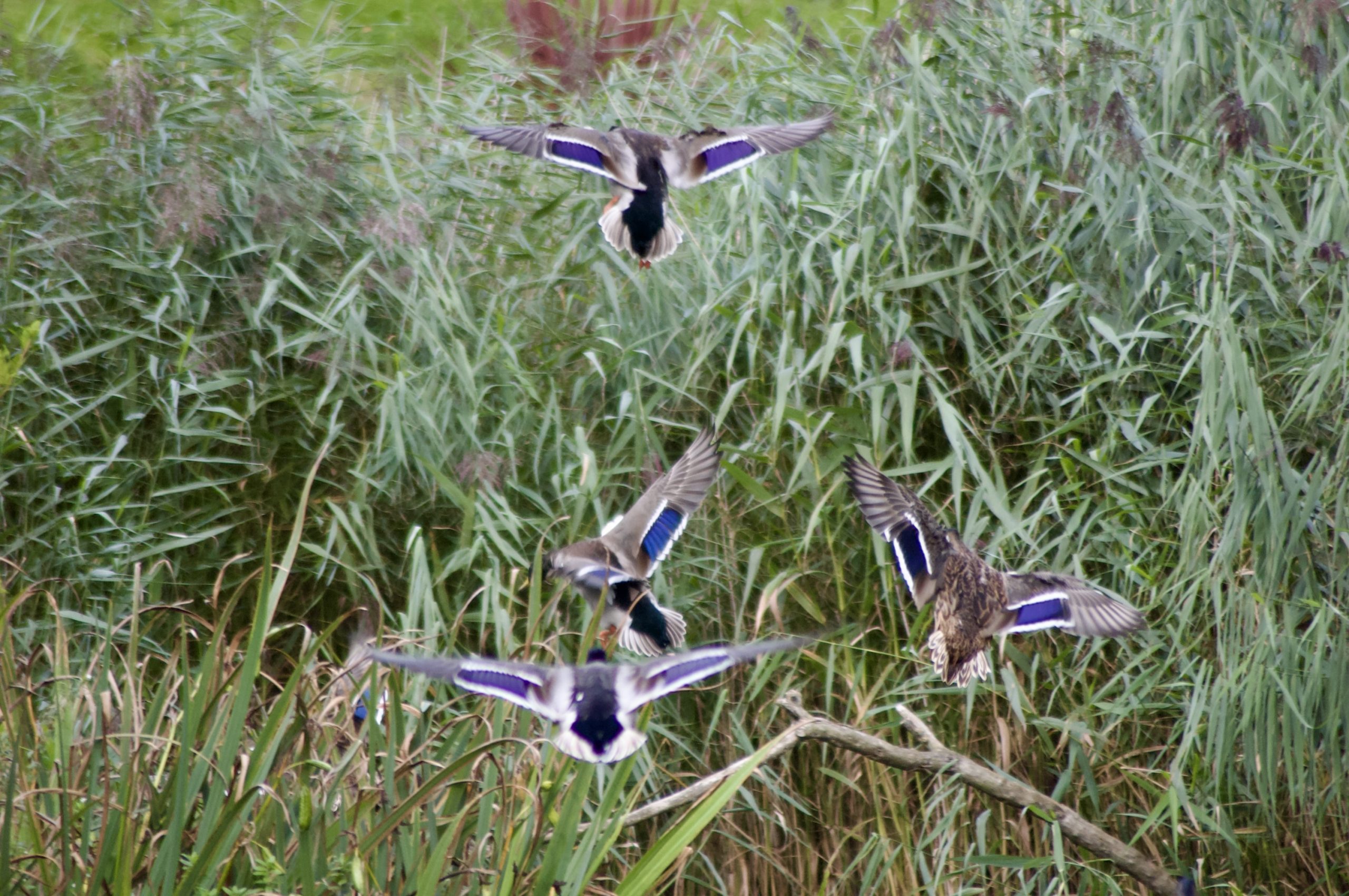 Flying Mallards