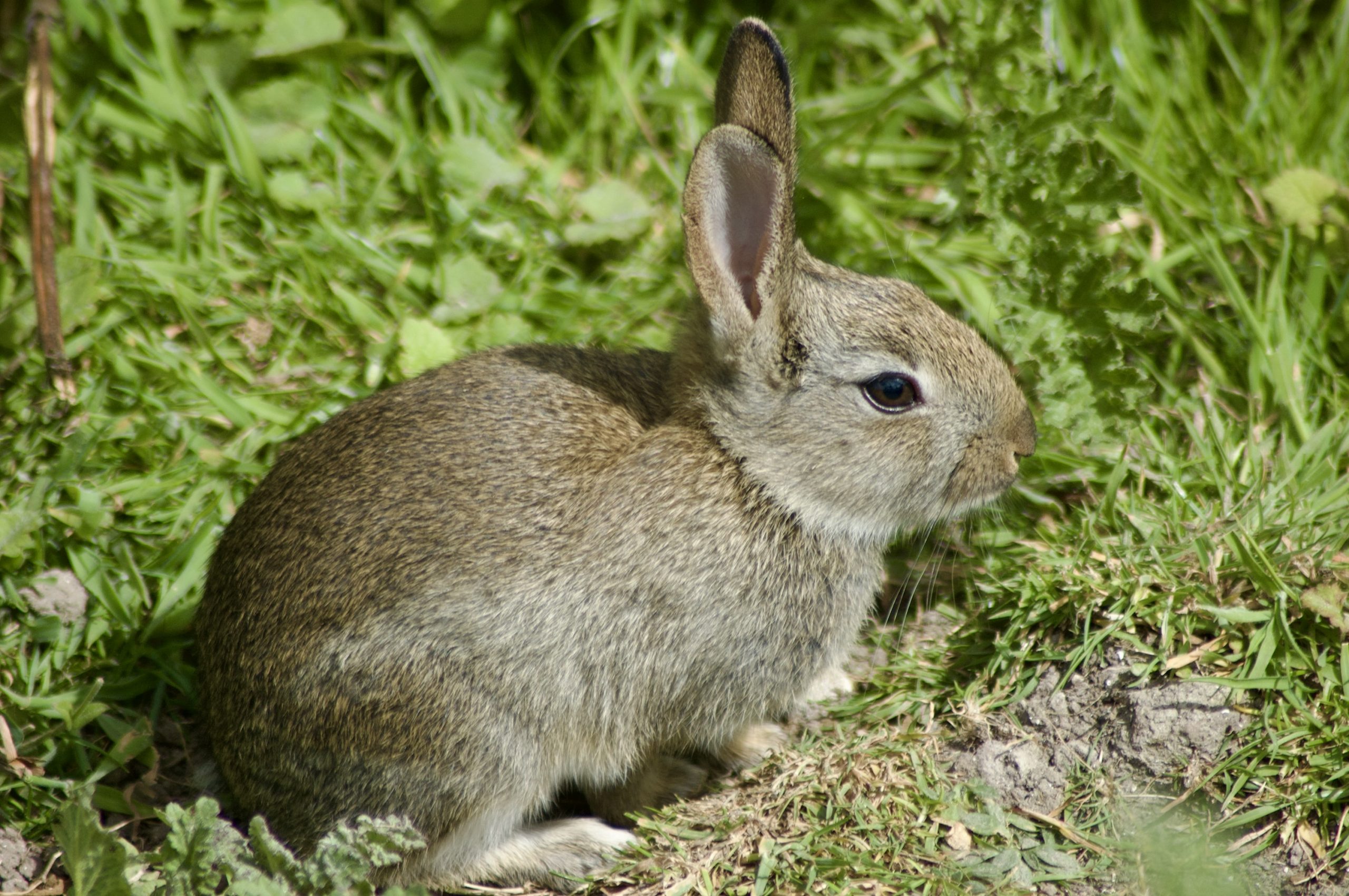 IOW Bunny