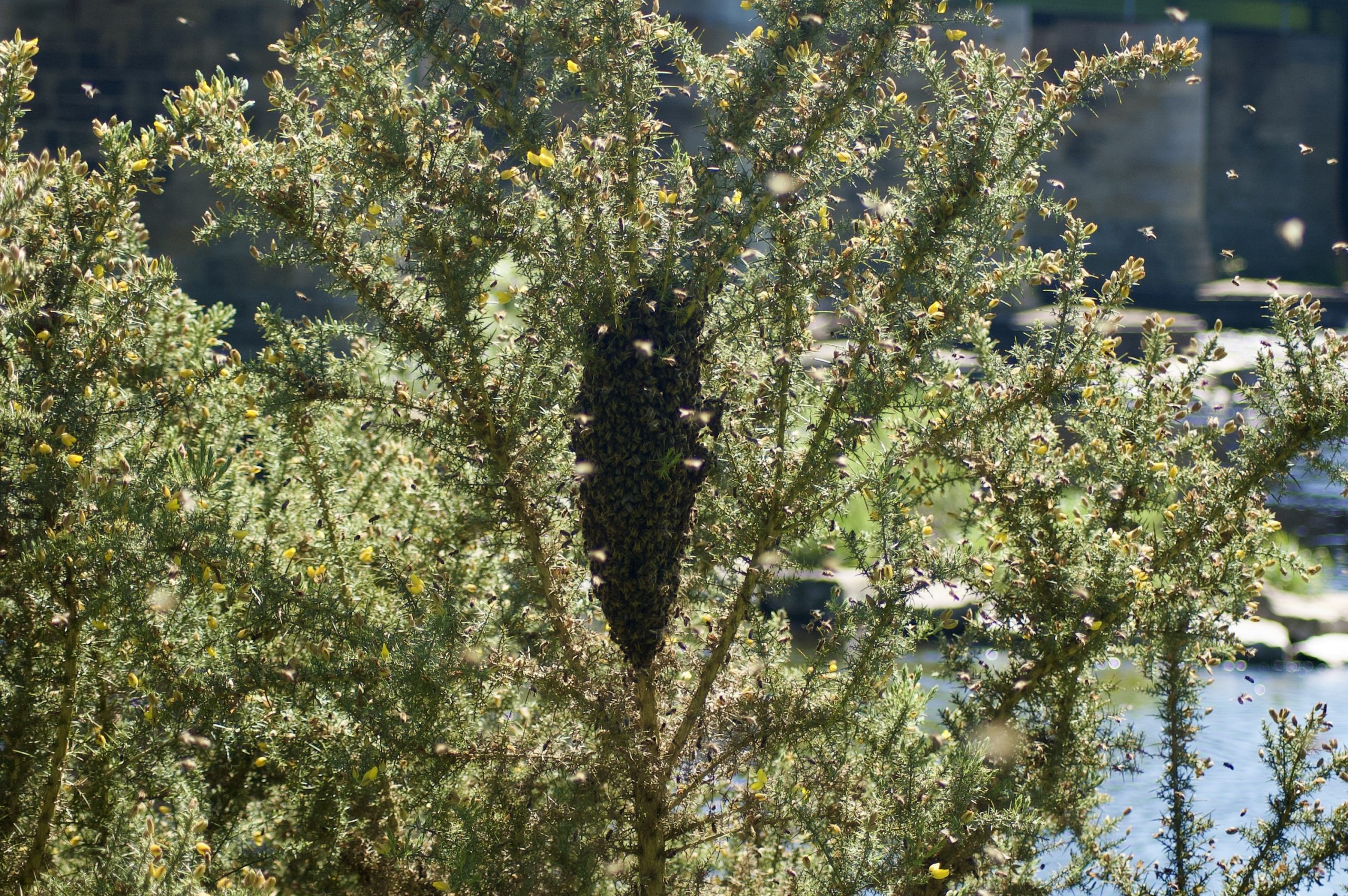 The Swarm