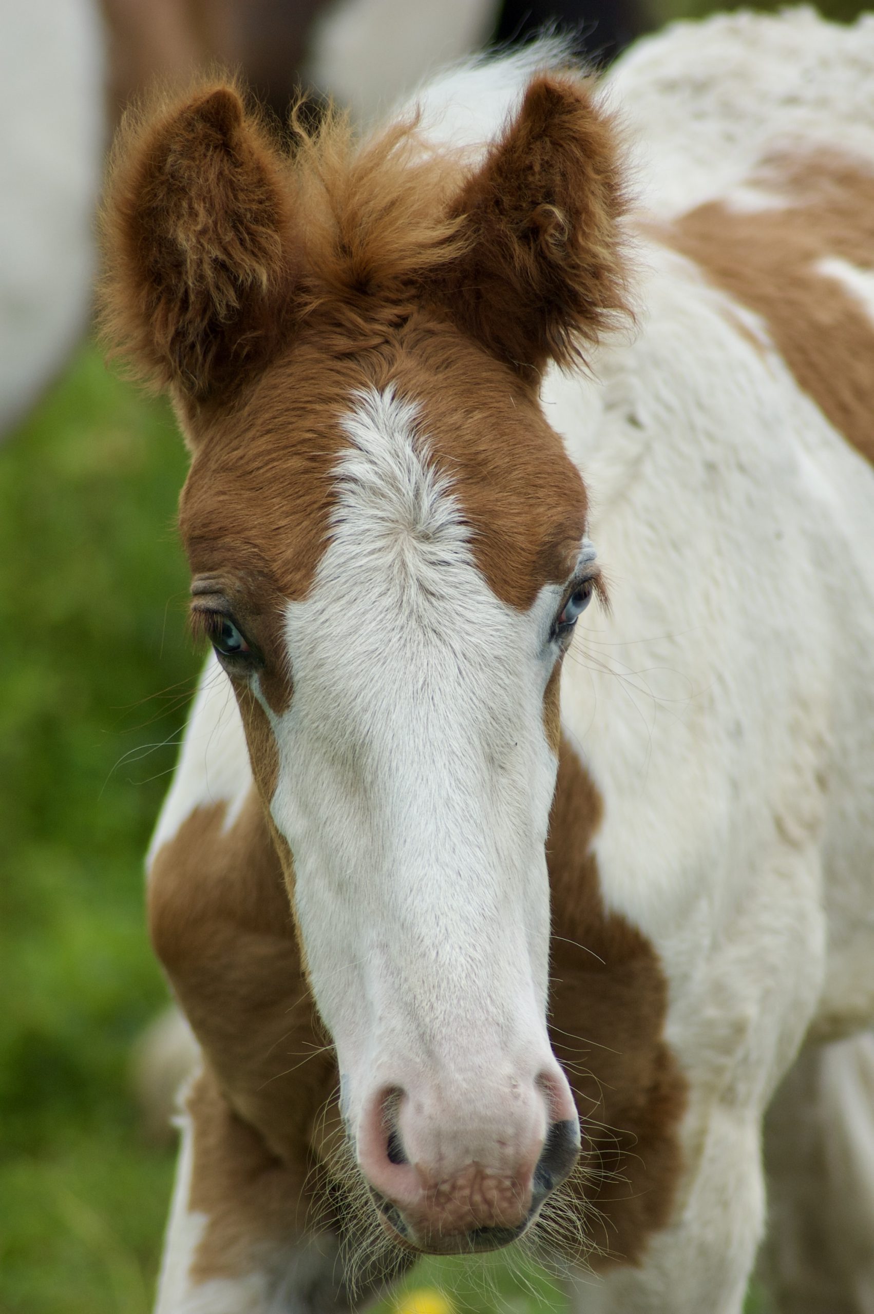 Wylam Horse