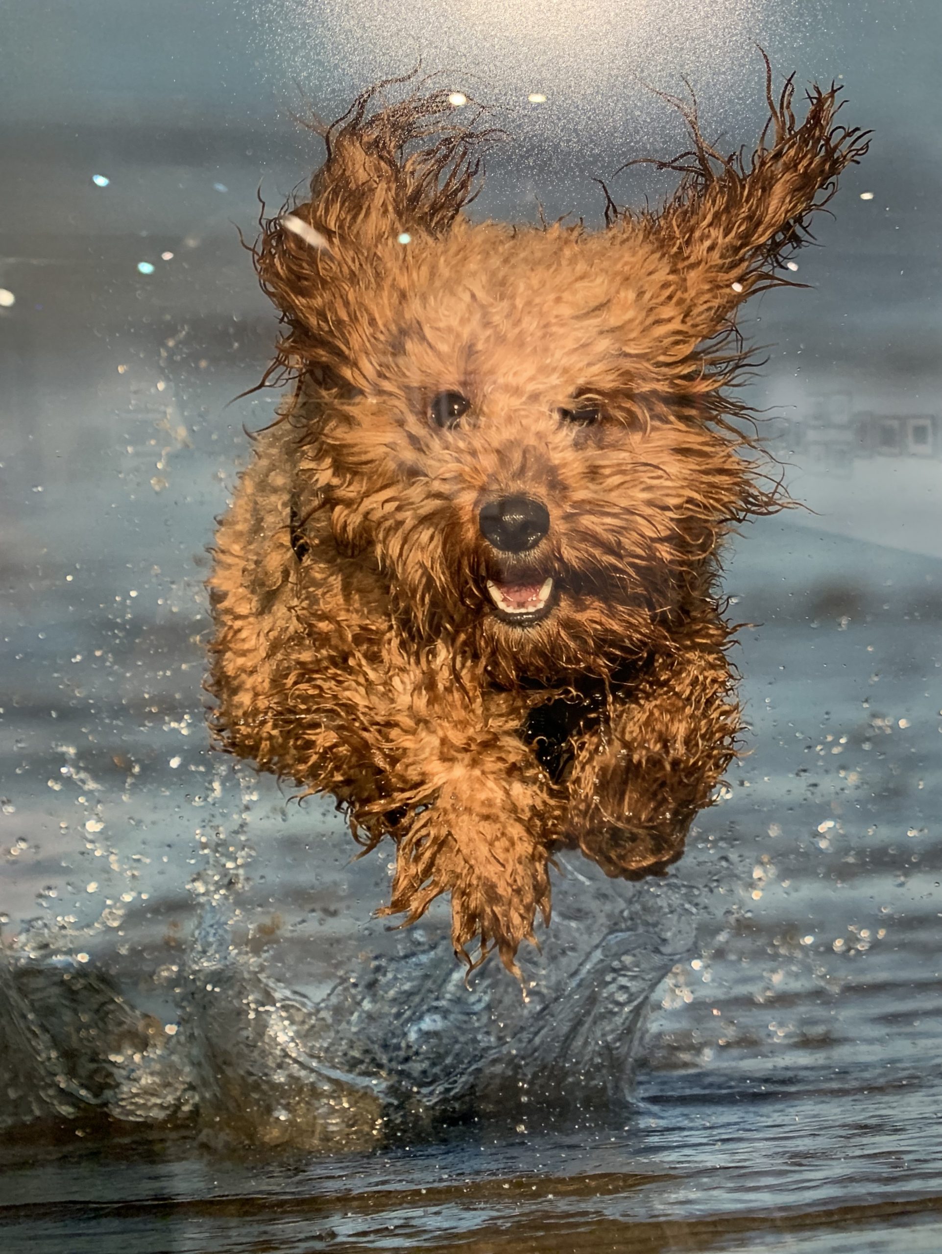 Dog