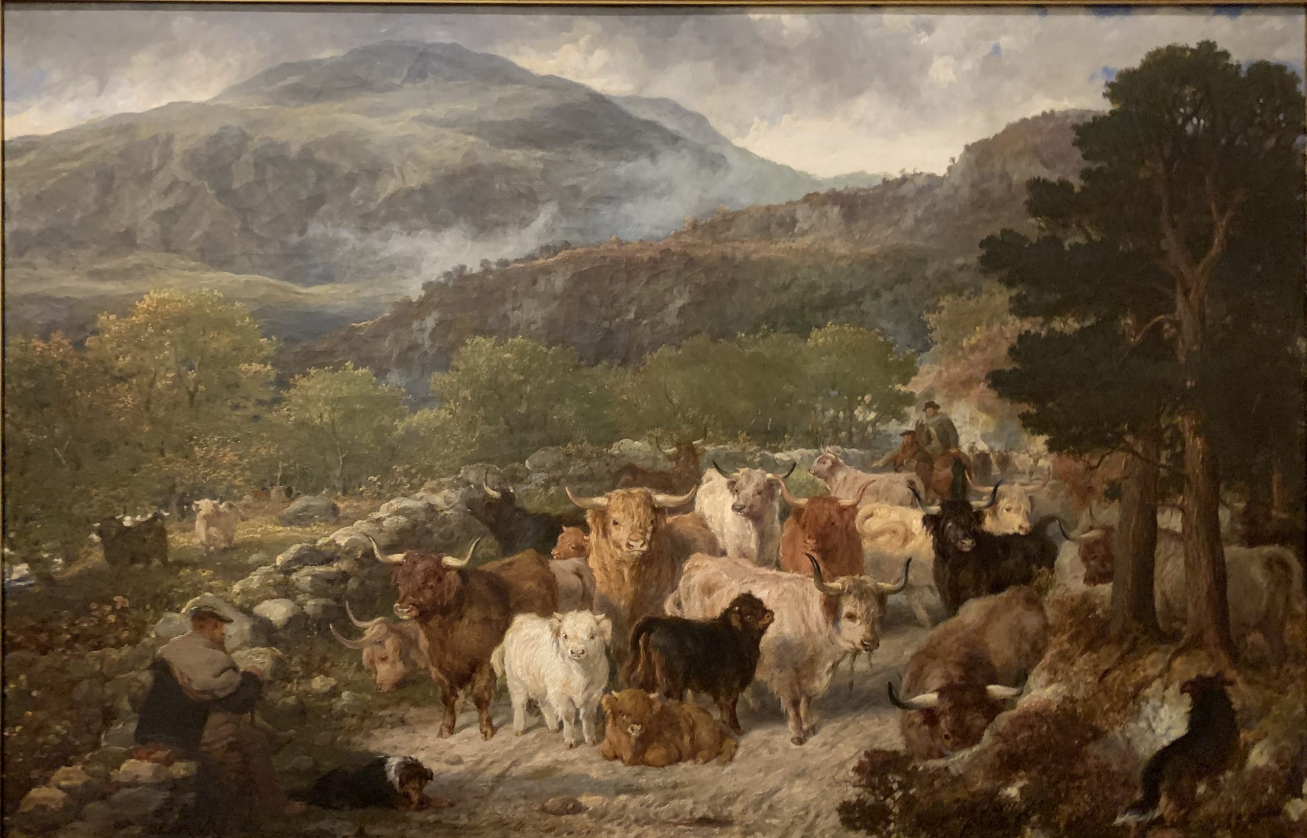 Highland Cattle in the Pass of Leny