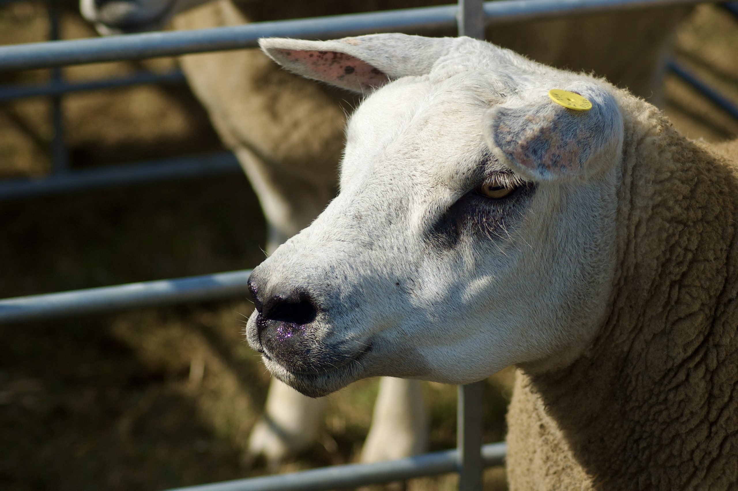 Texel Sheep