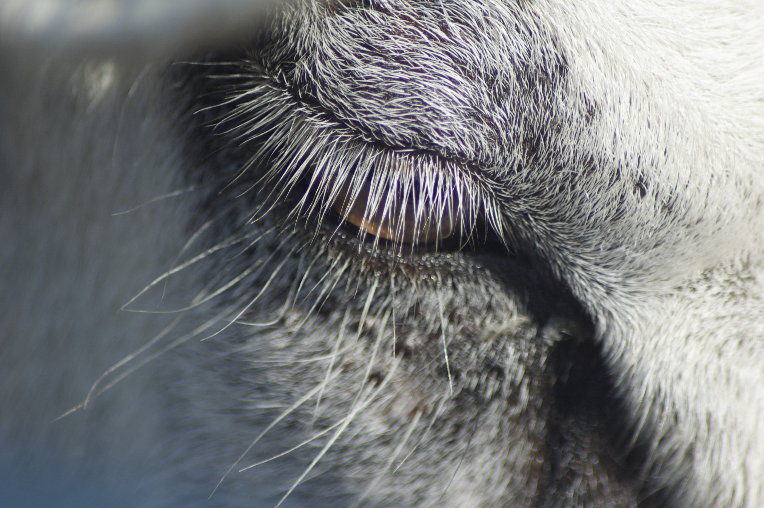 Texel Sheep Lashes