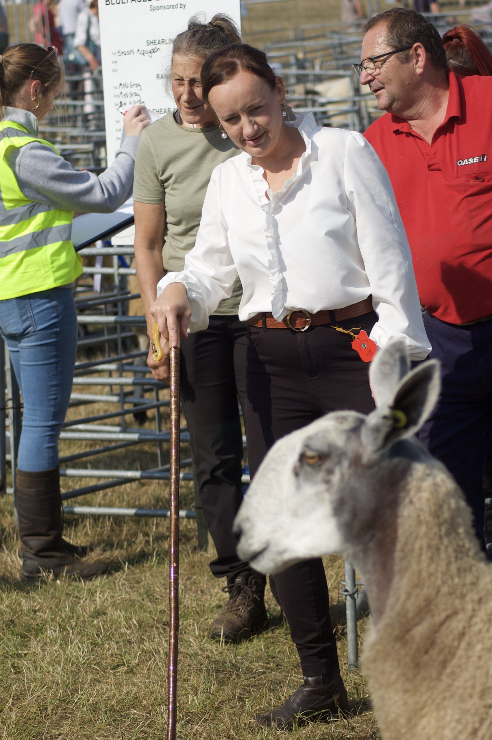 Bluefaced Leicester being judged