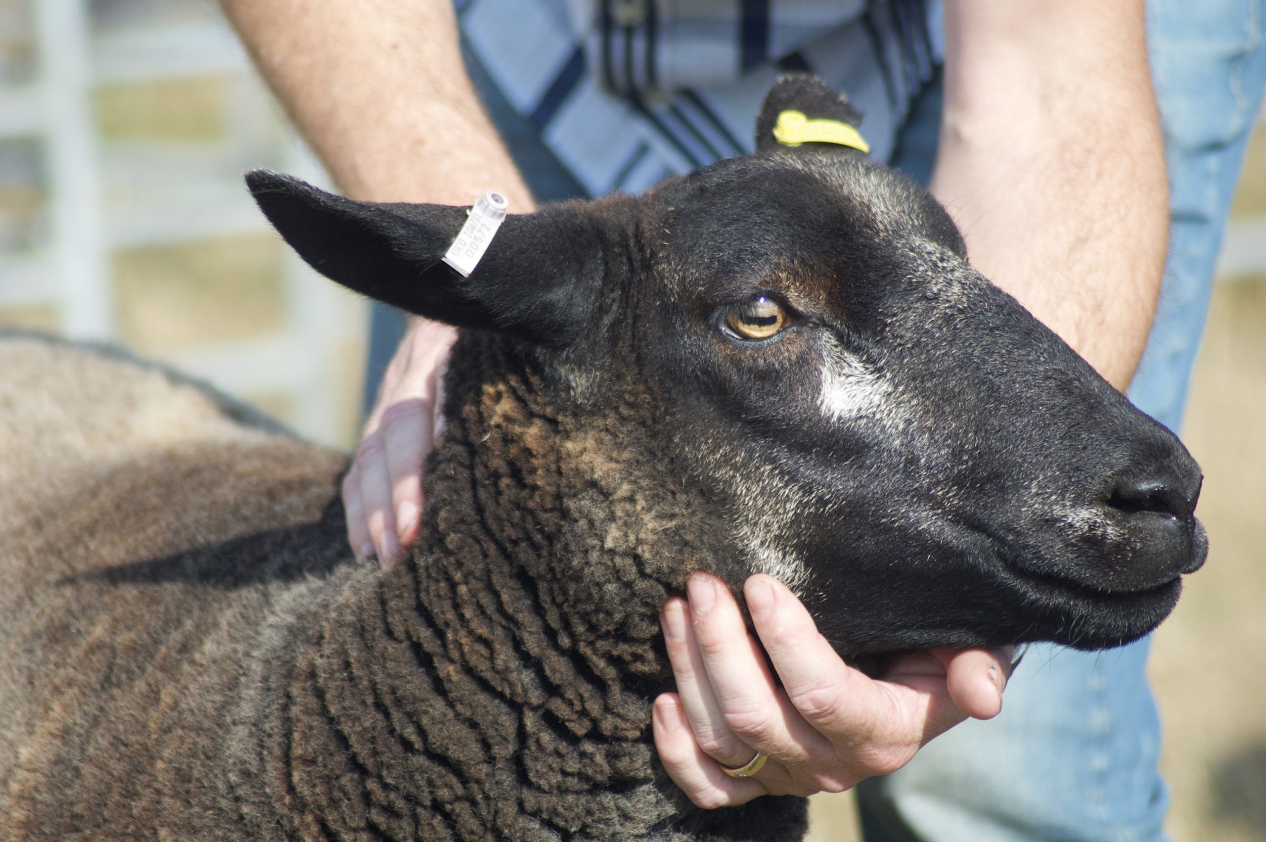 Blue Texel