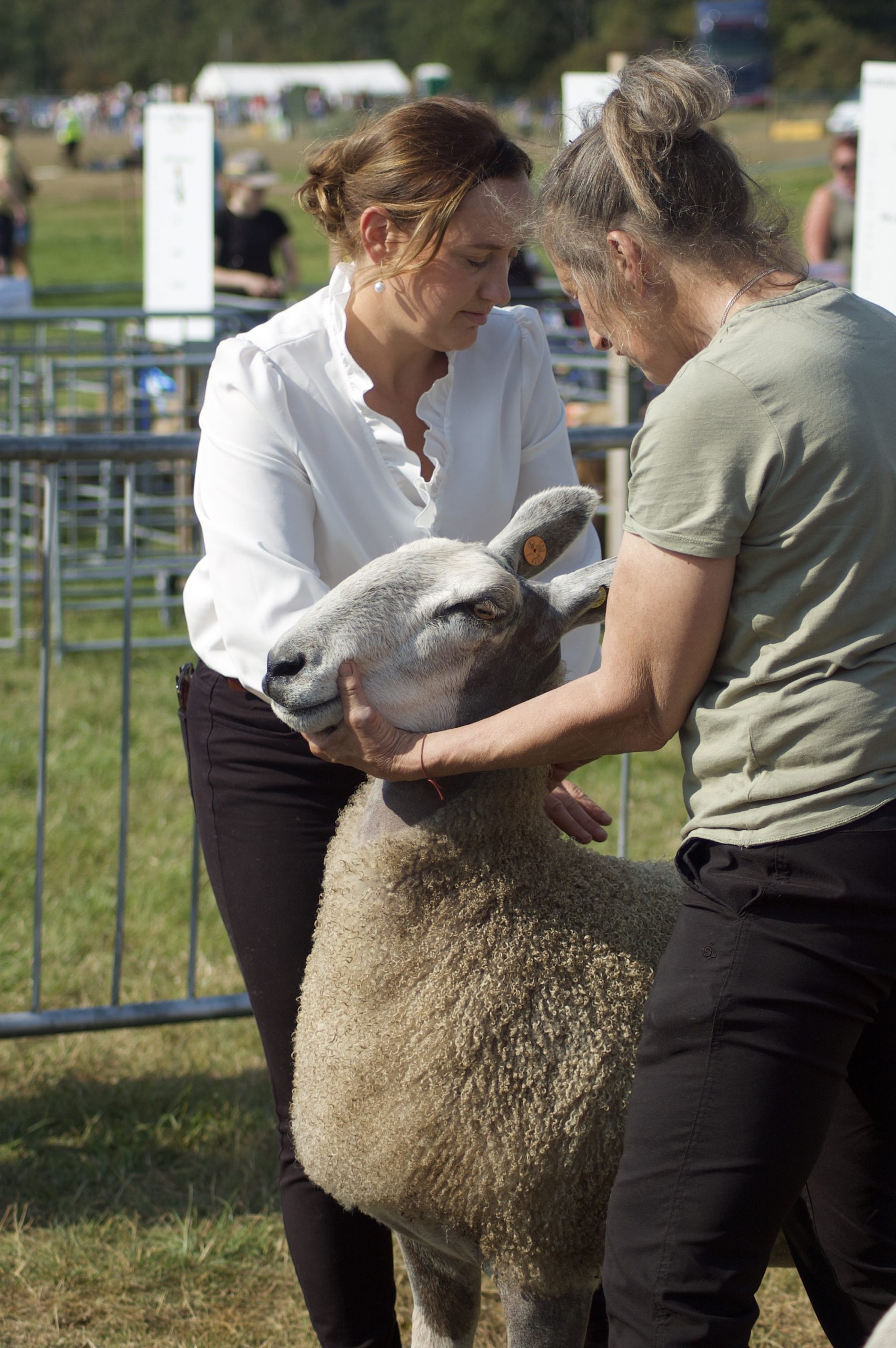 Bluefaced Leicester being judged