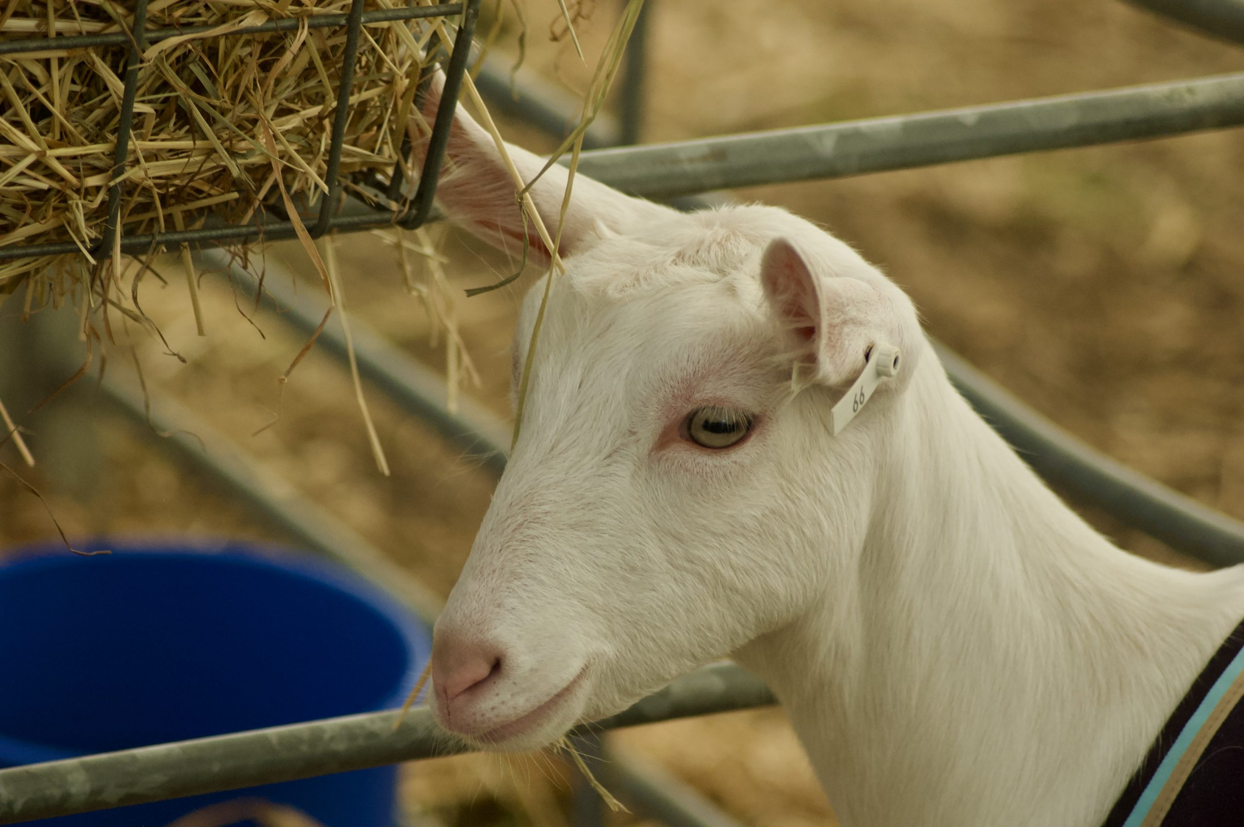 Goat