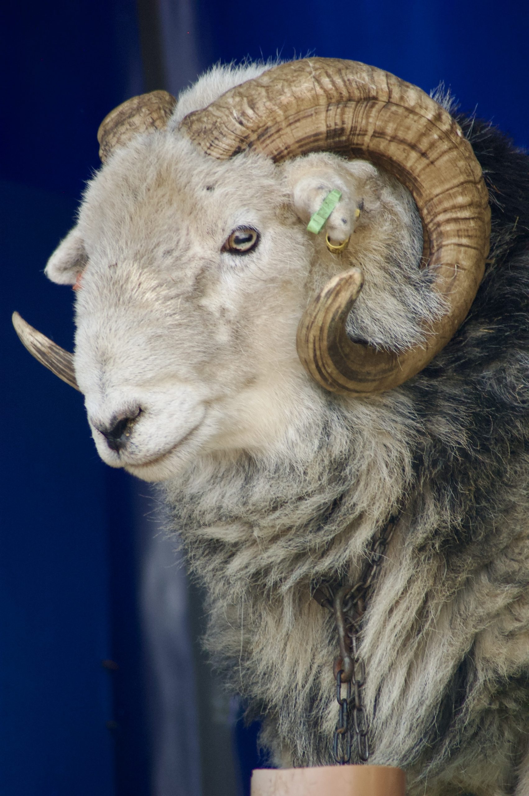 Harry the Herdwick