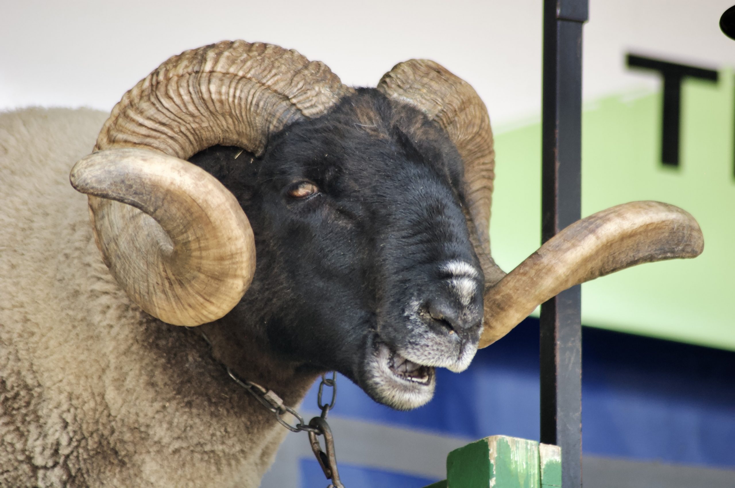 Nobby the Norfolk Horn