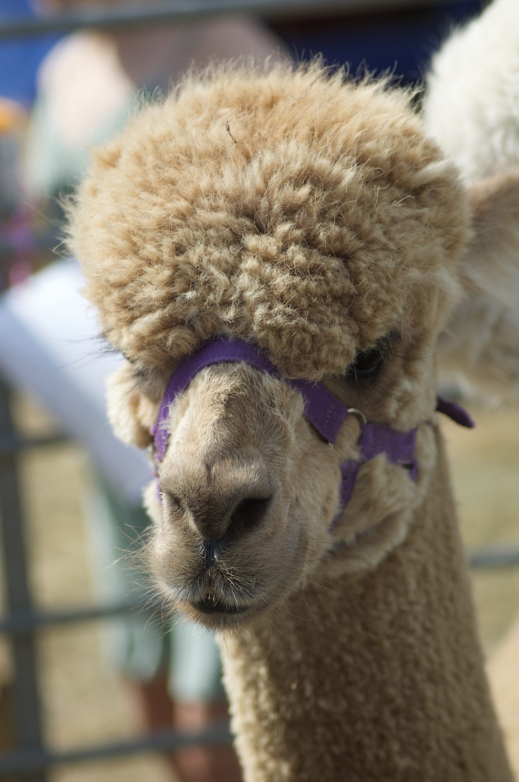 Alpaca