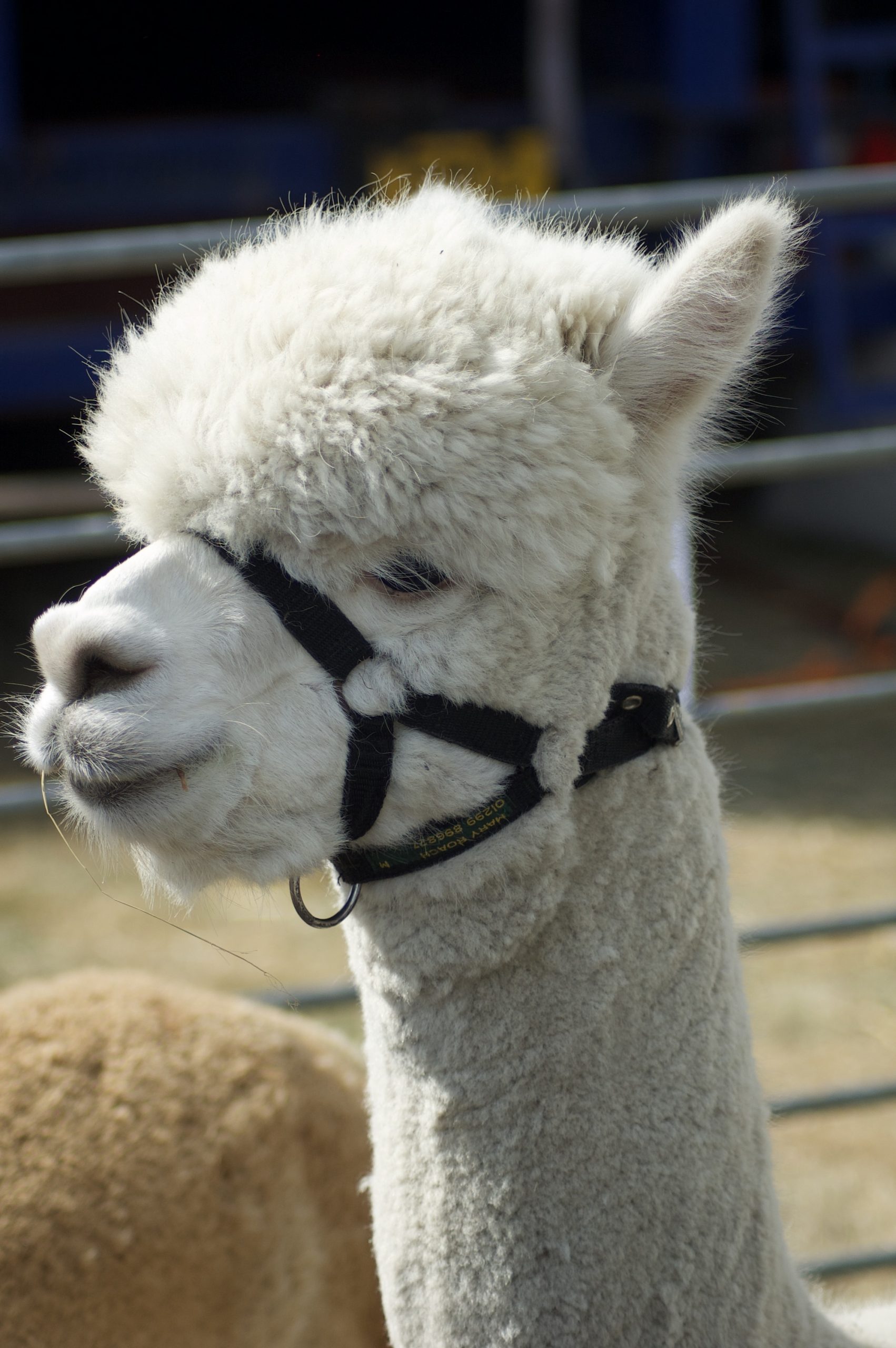Alpaca