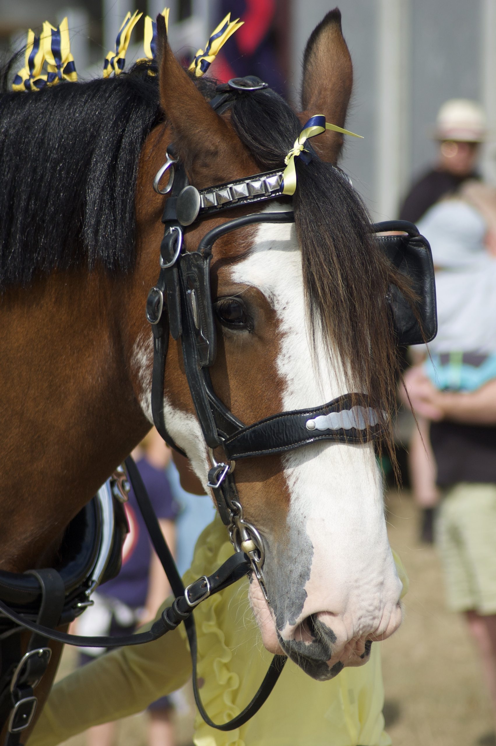 Shire Horse