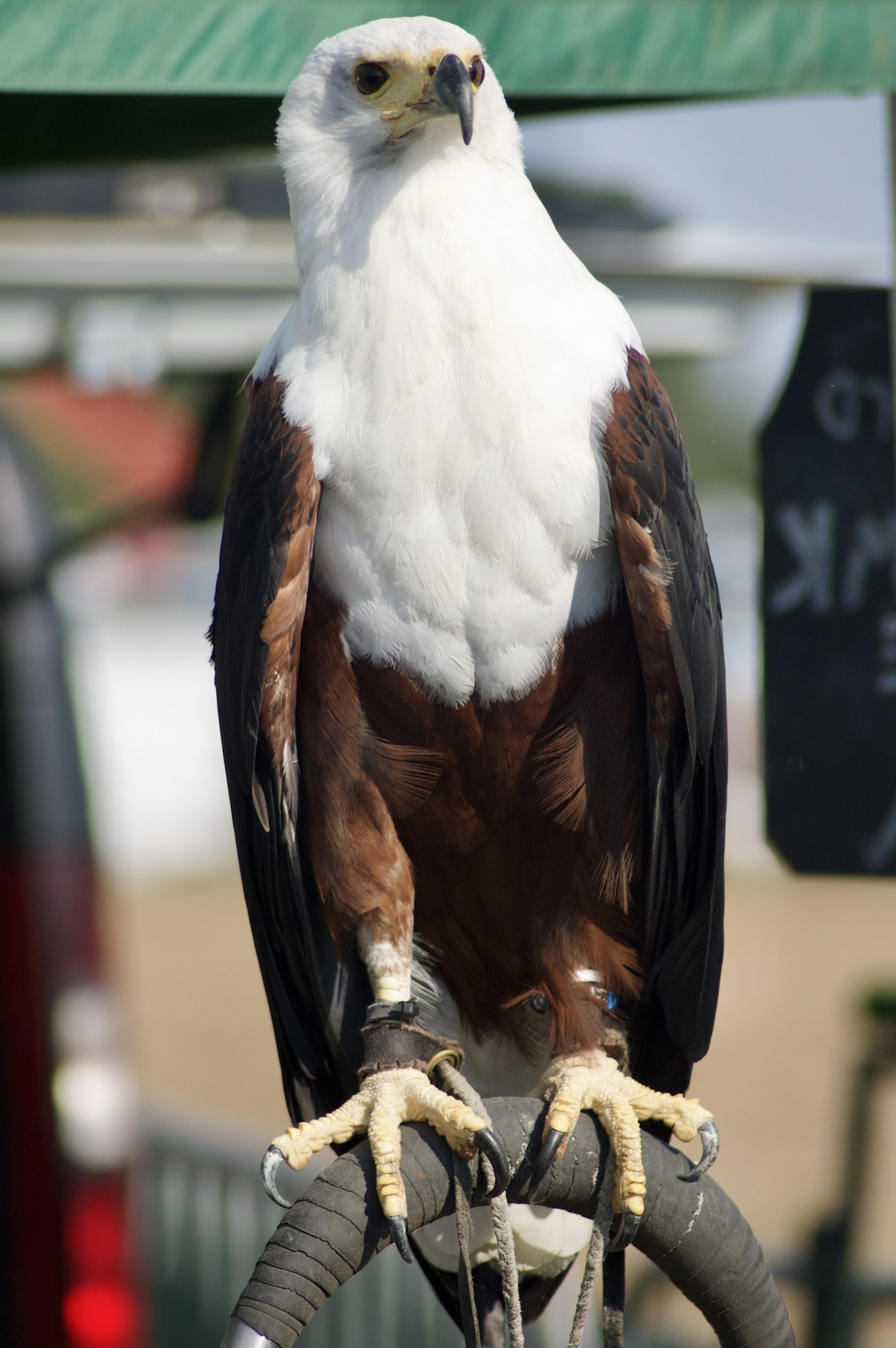 Fish Eagle