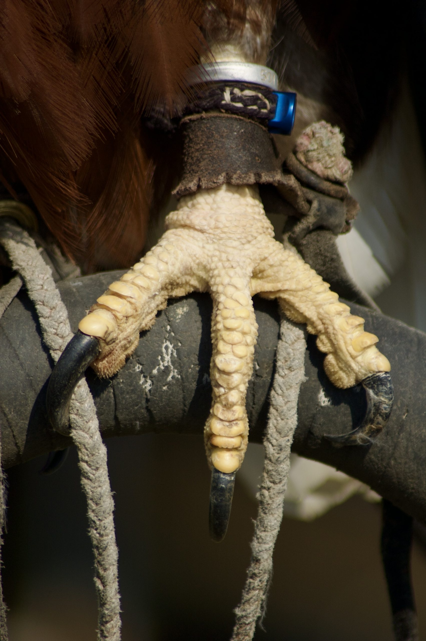 Fish Eagle Talons
