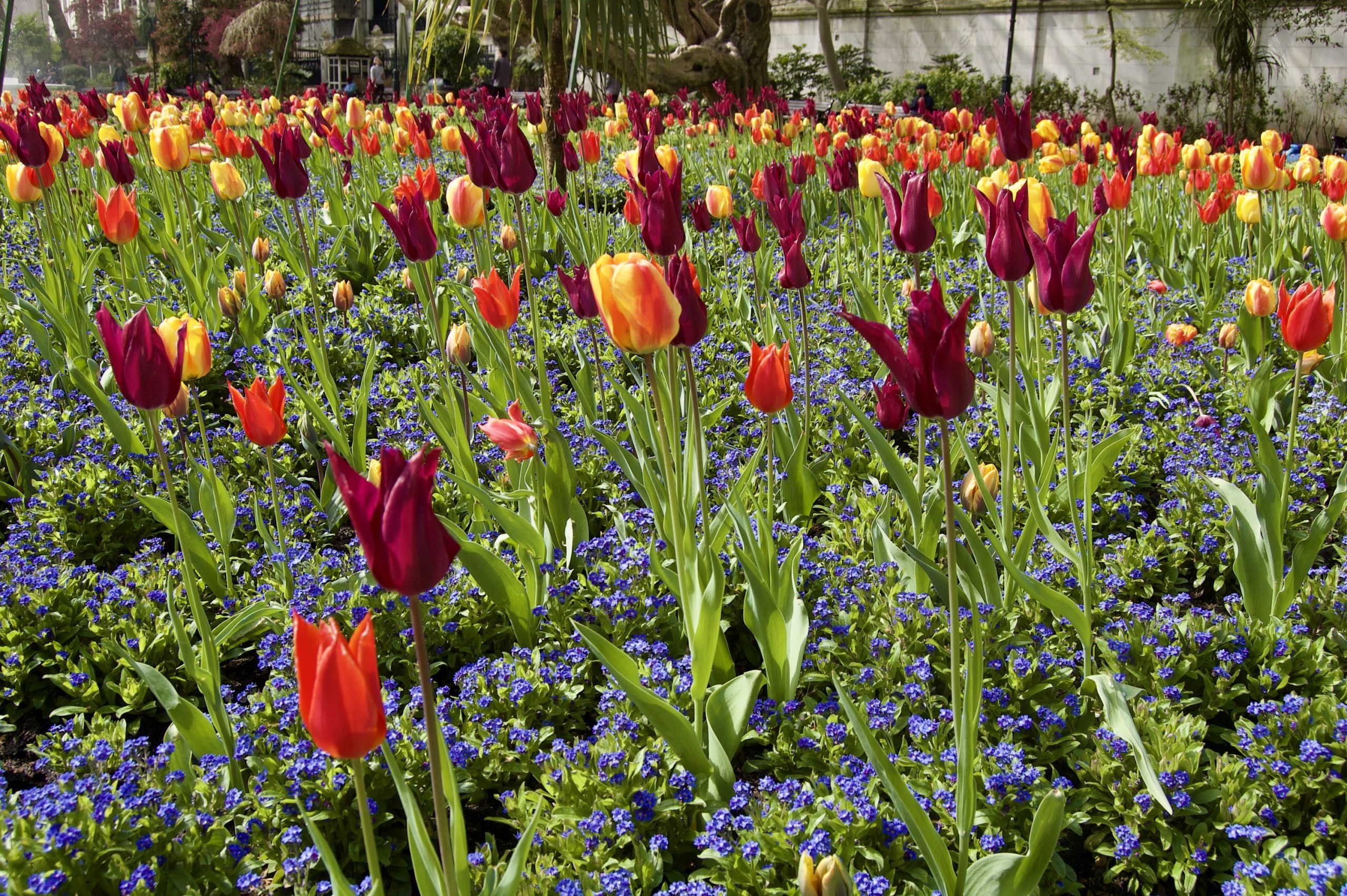 Tulips