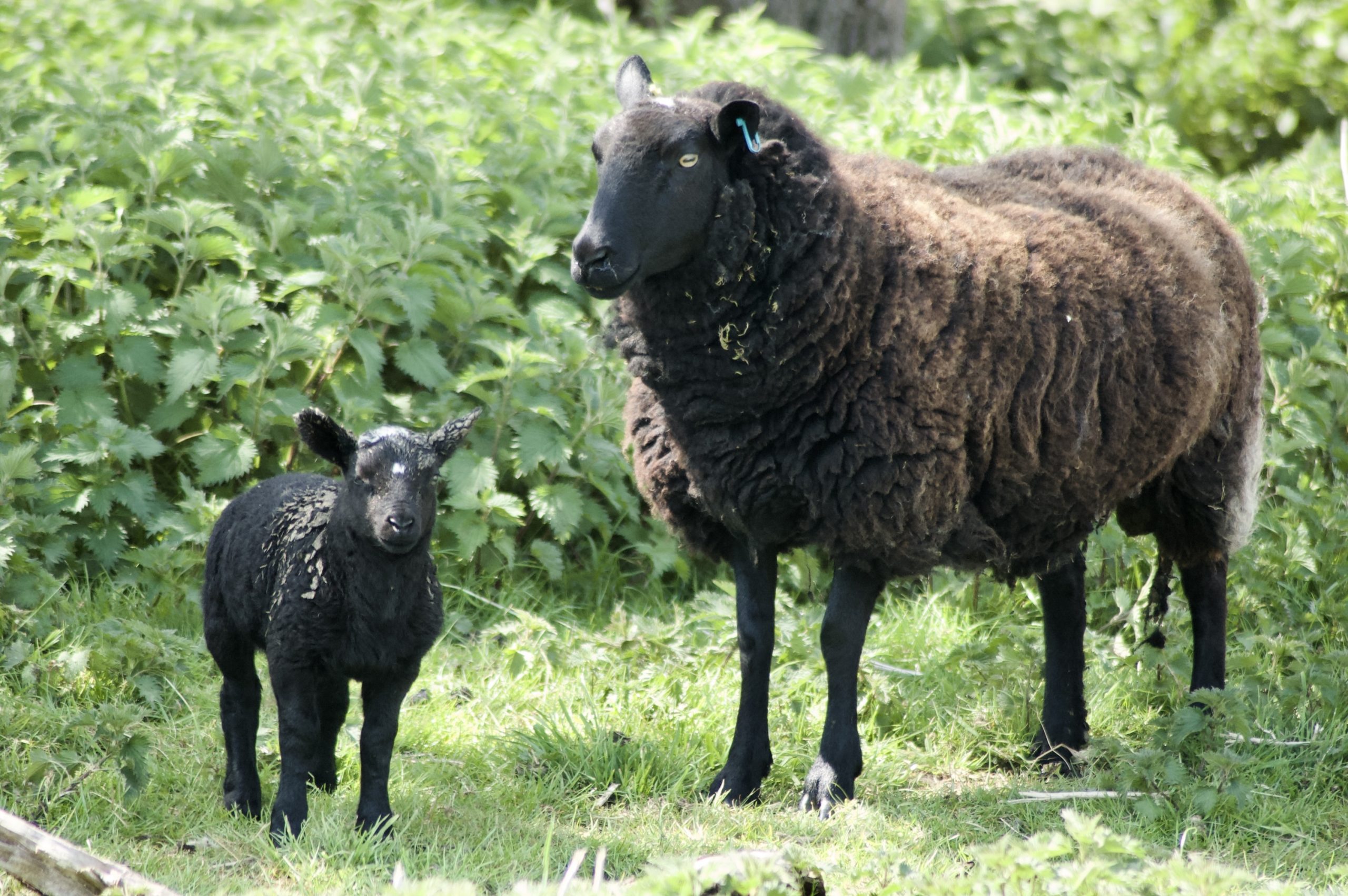 Ewe and Lamb