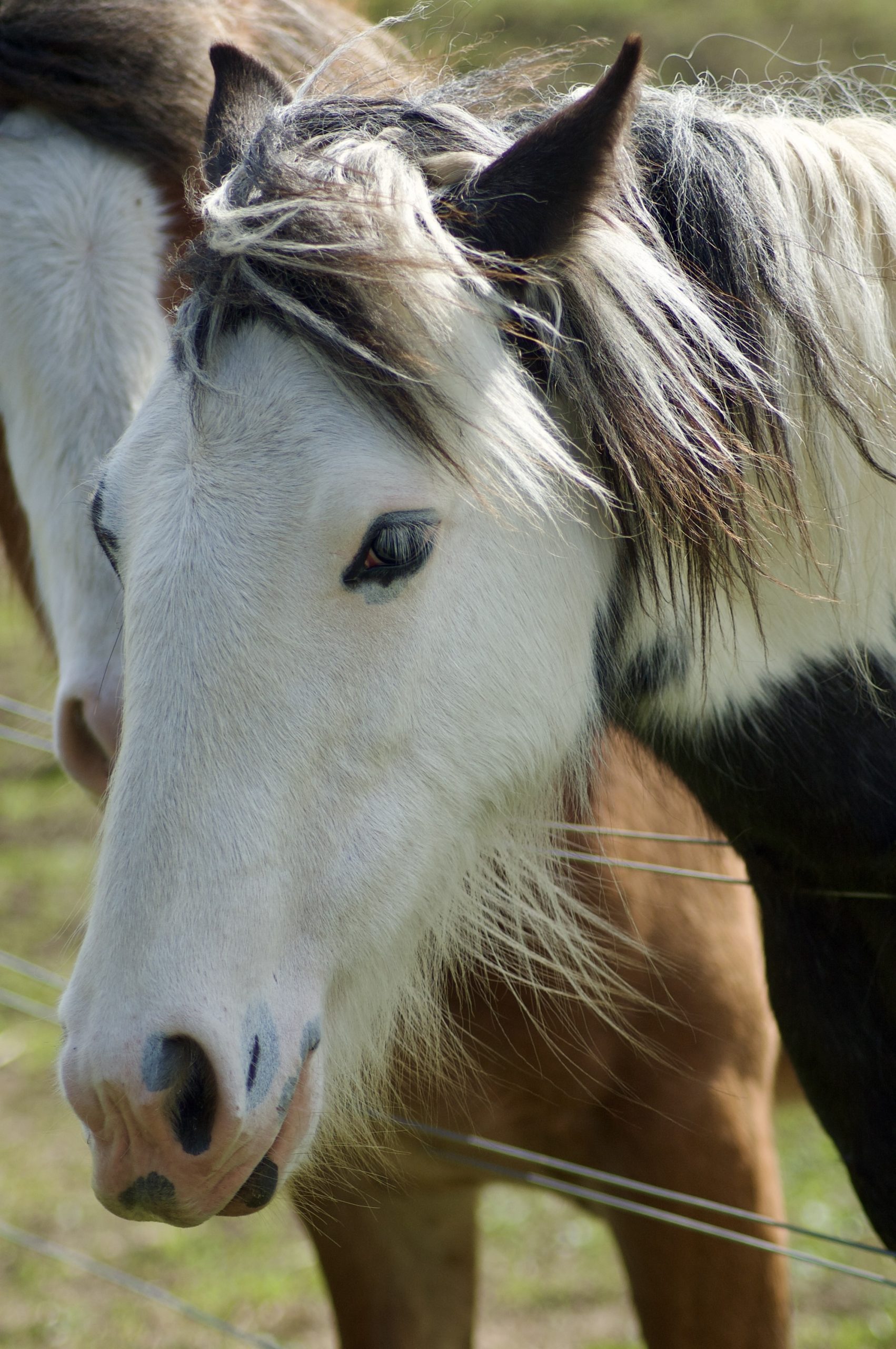 Wylam Horse