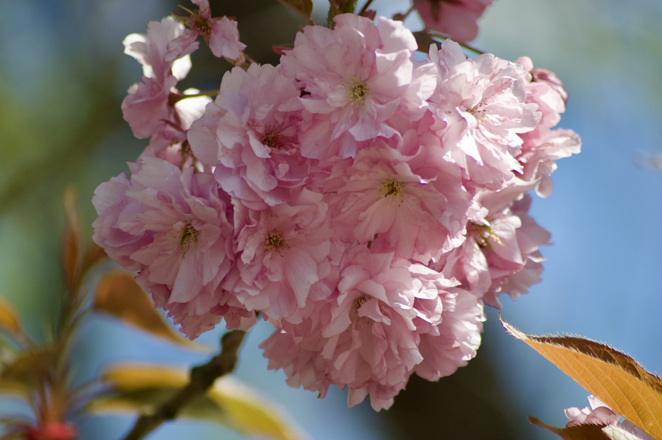 Japanese Cherry
