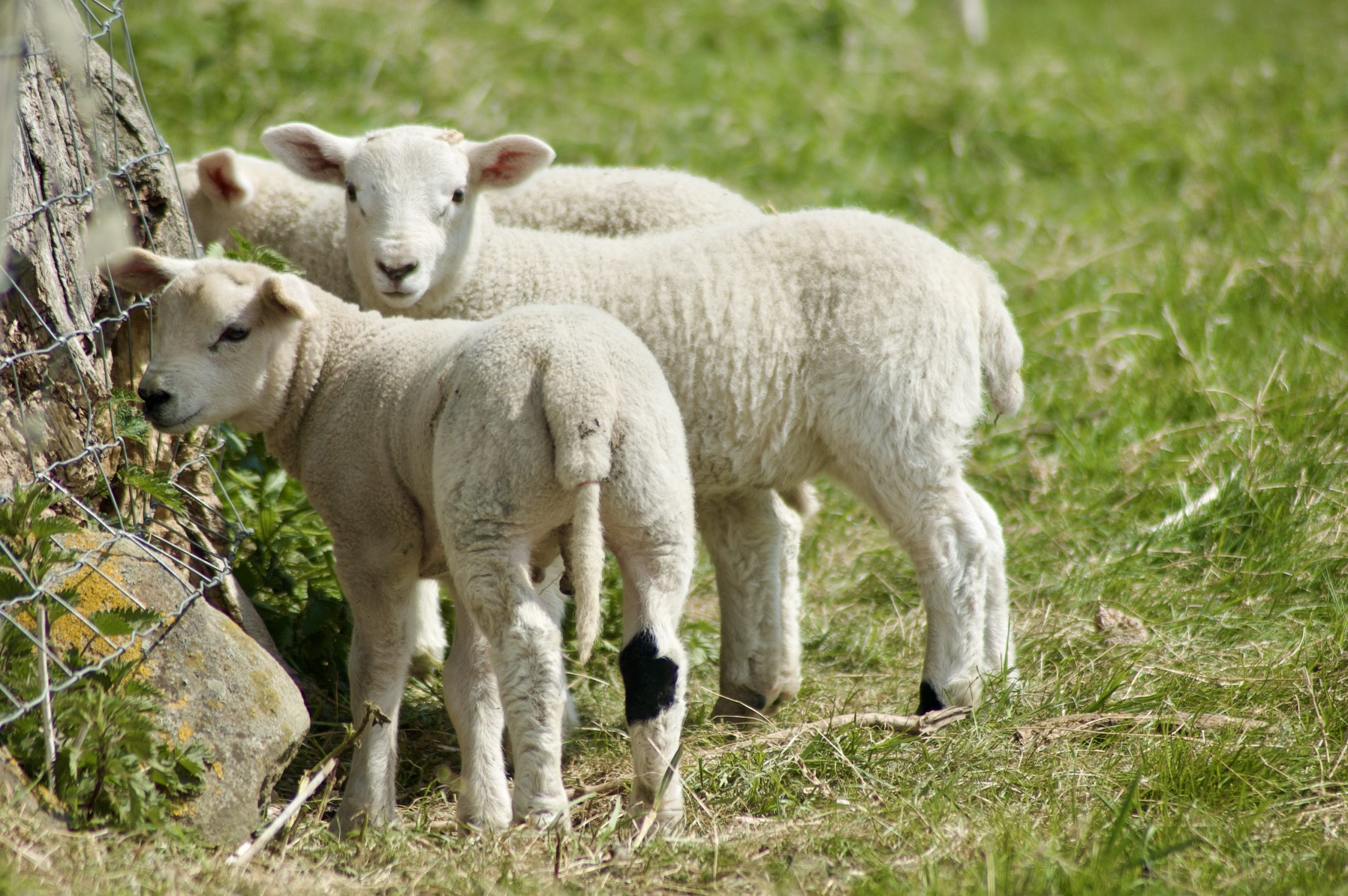Spring Lambs