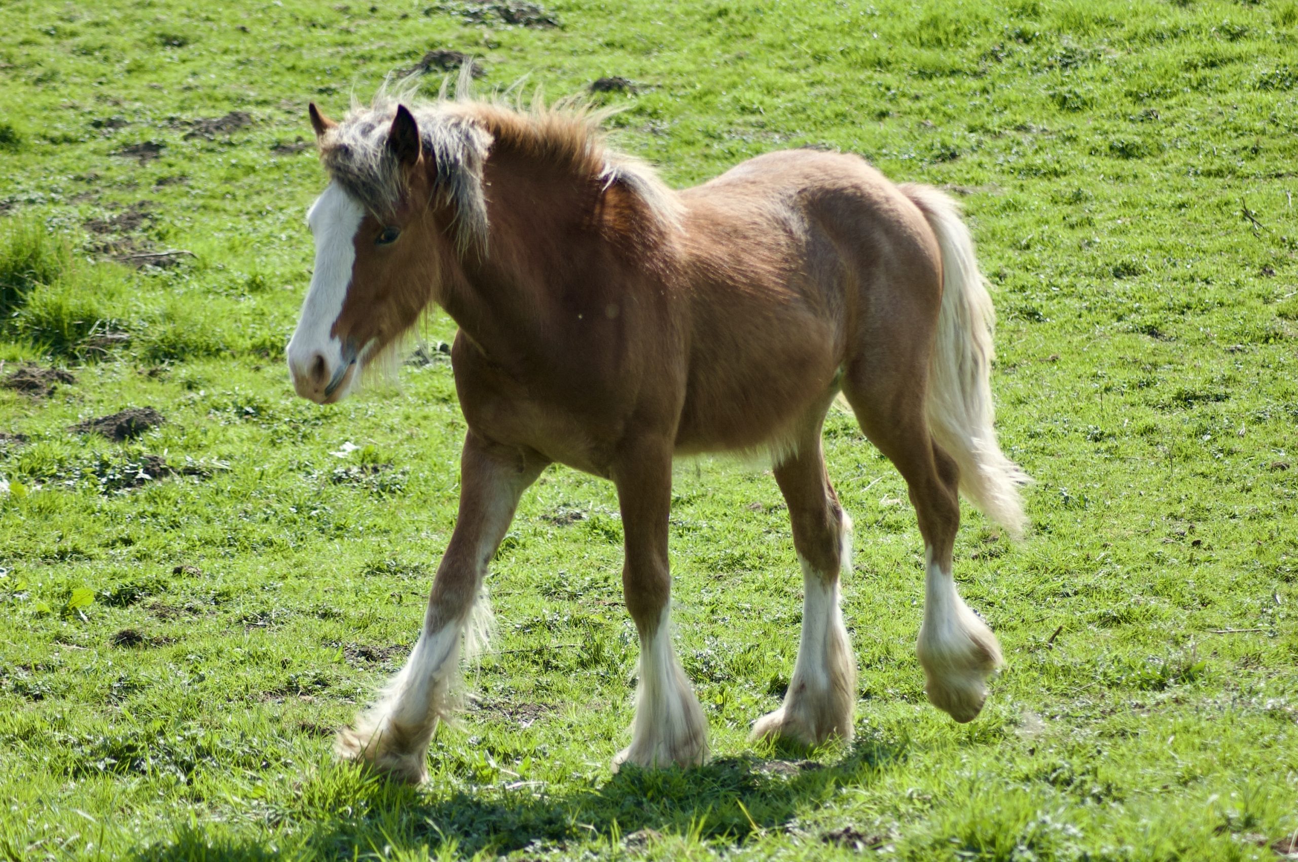 Wylam Horse
