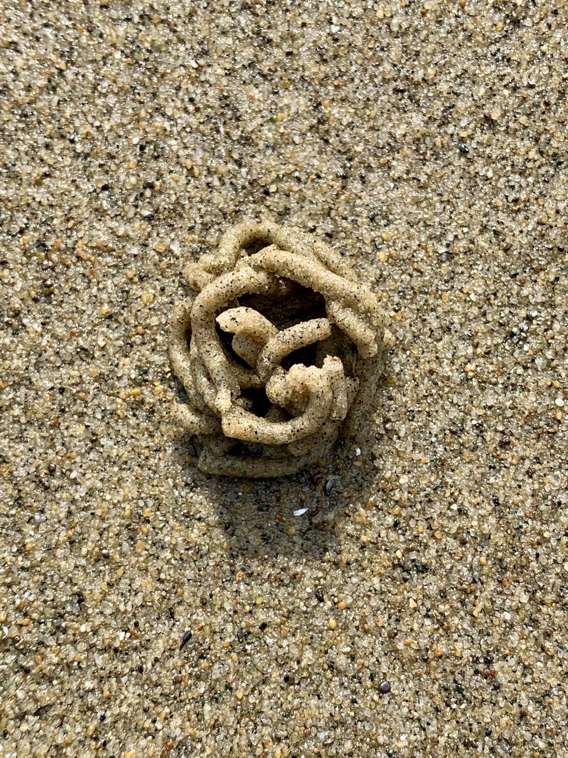 Worm Cast