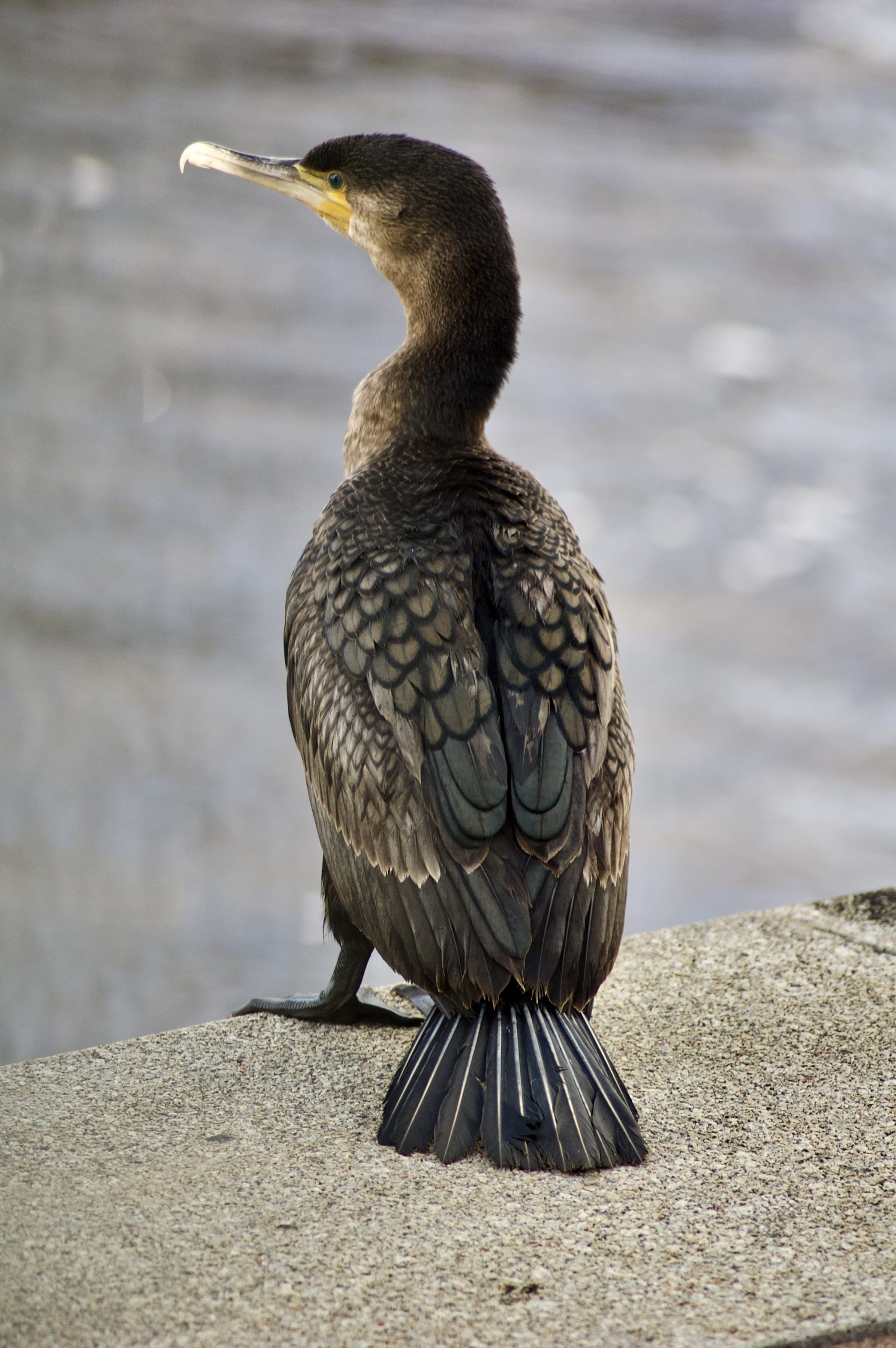 Common Shag