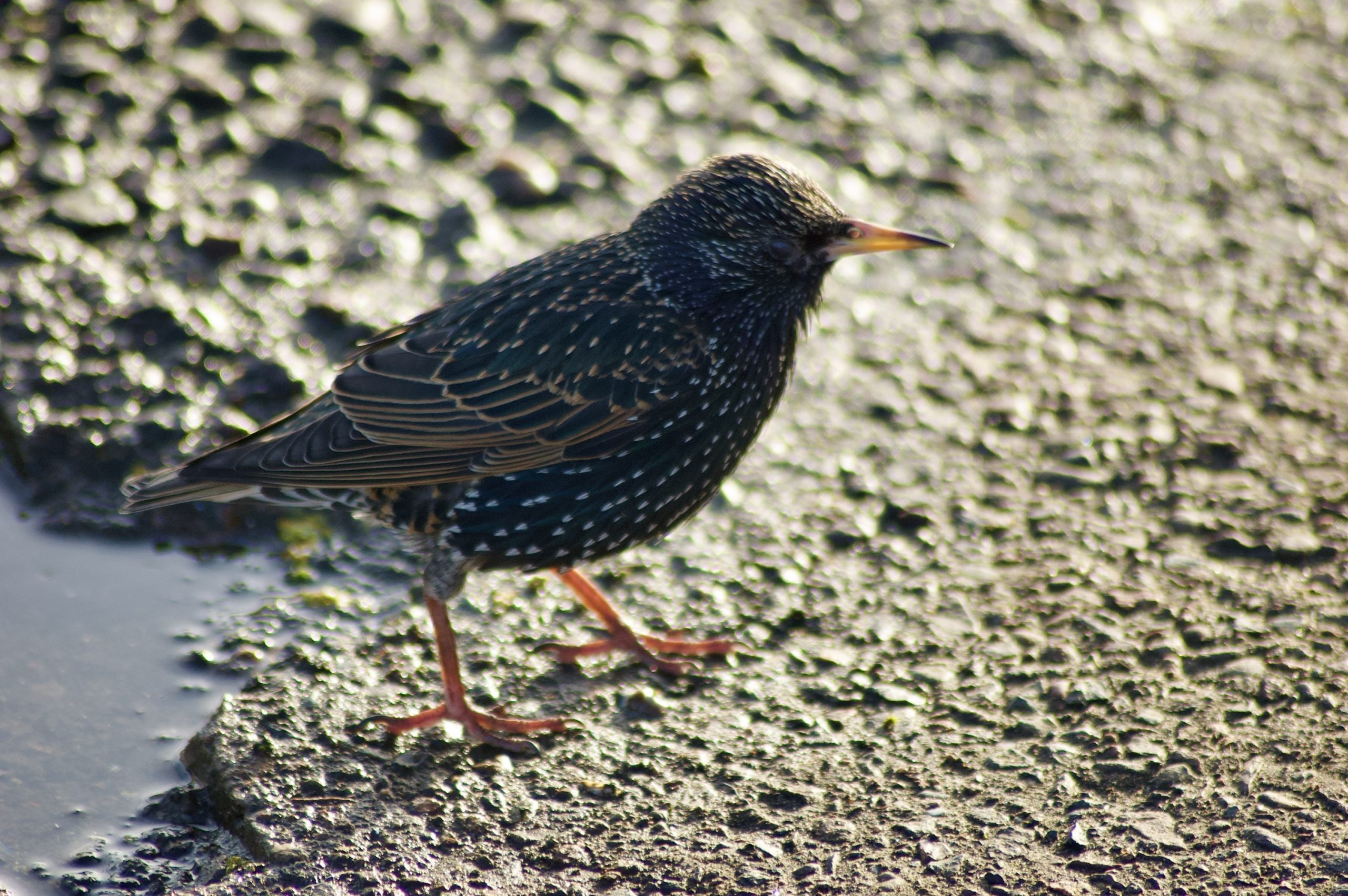 Common Starling