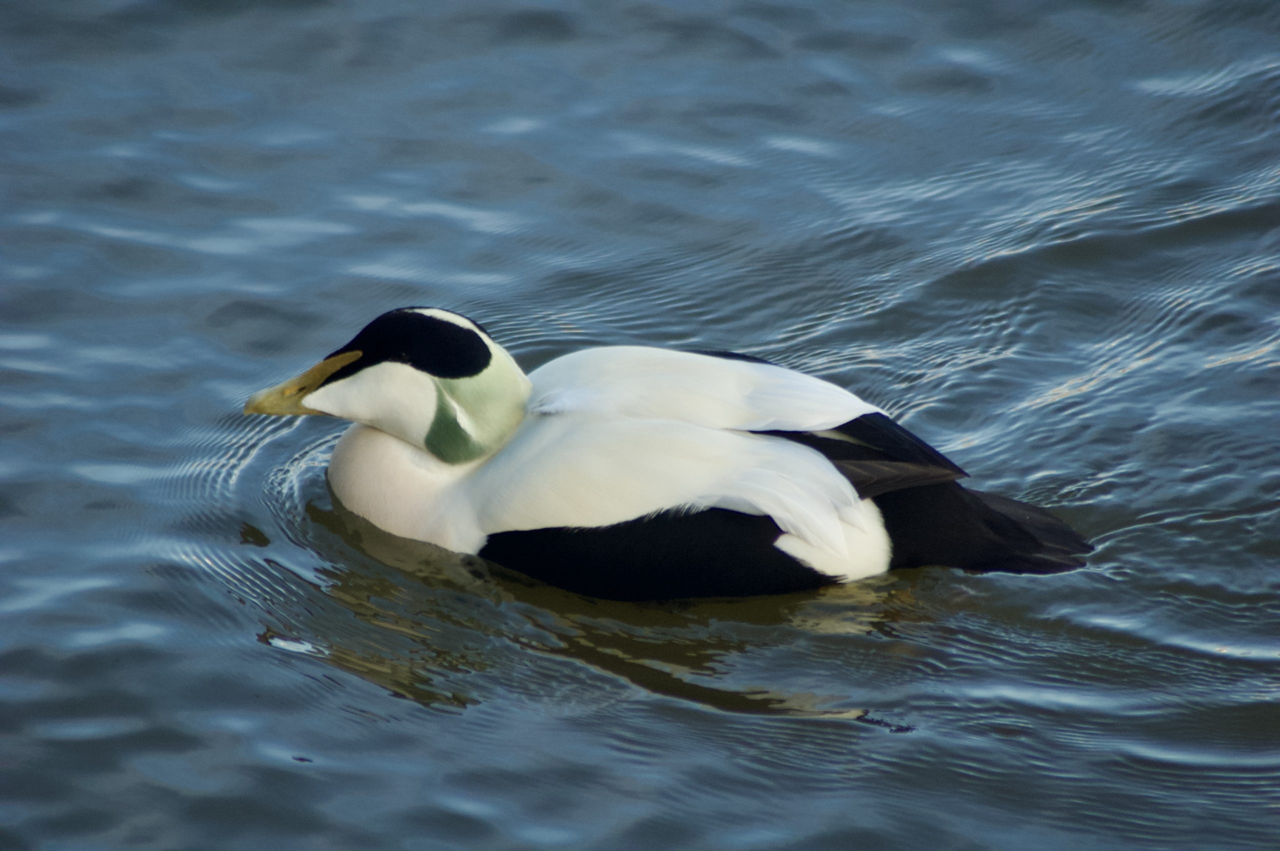 Common Eider