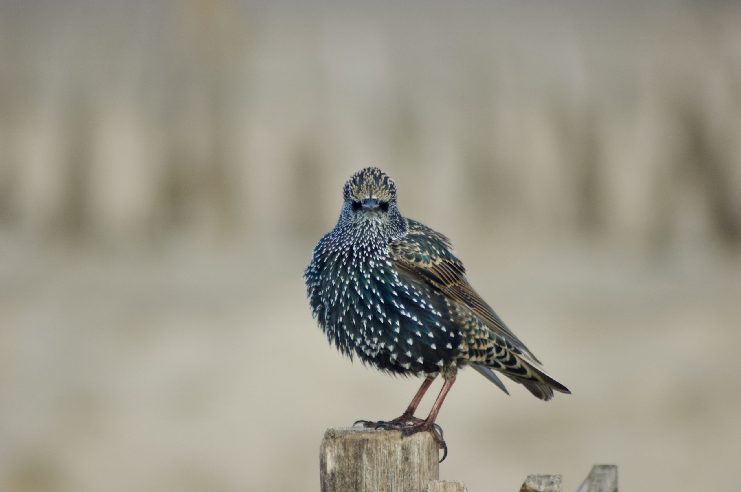 Common Starling