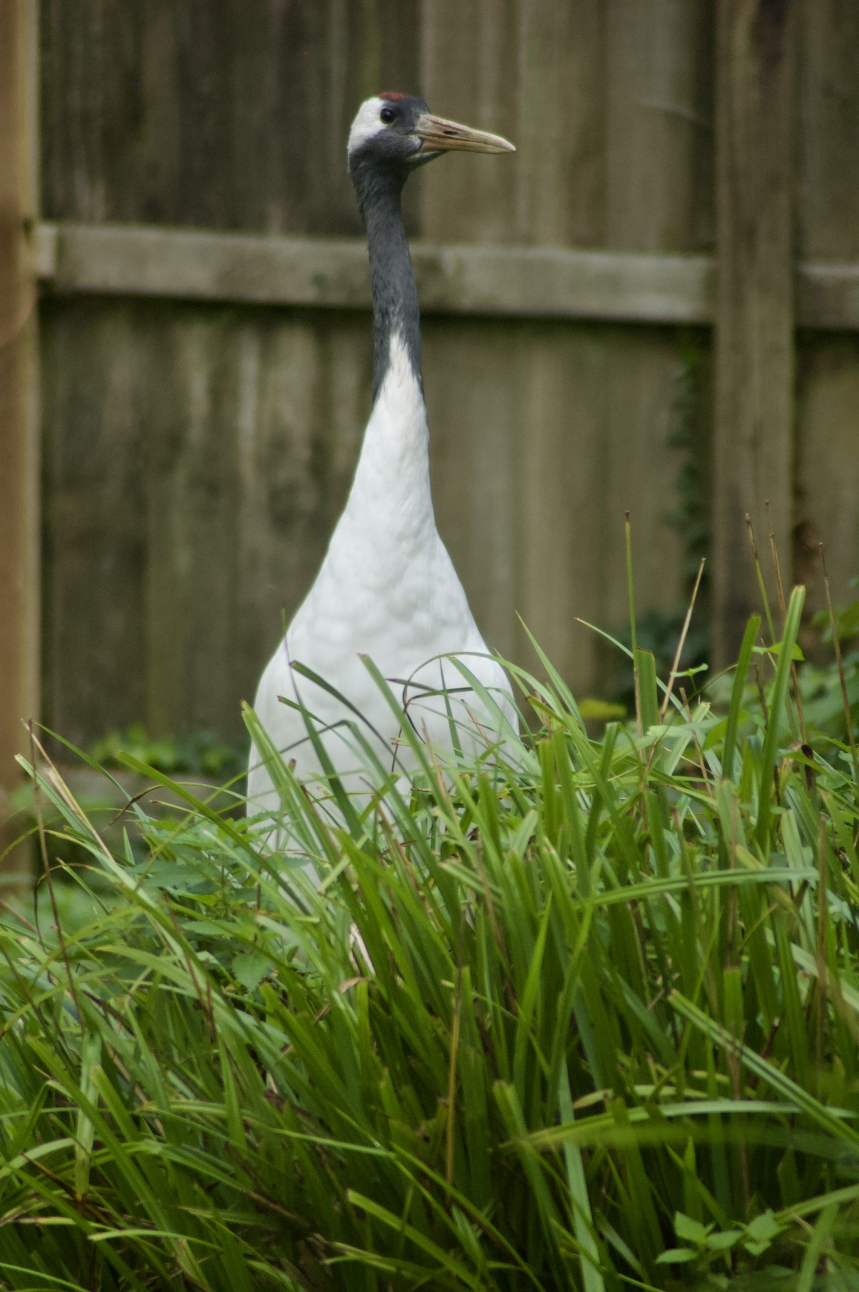 Red-crowned Crane