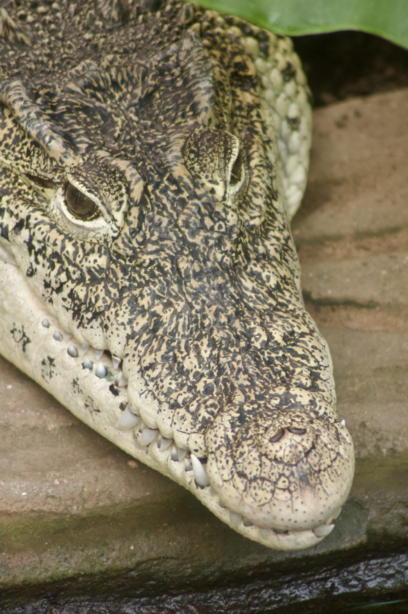 Cuban Crocodile