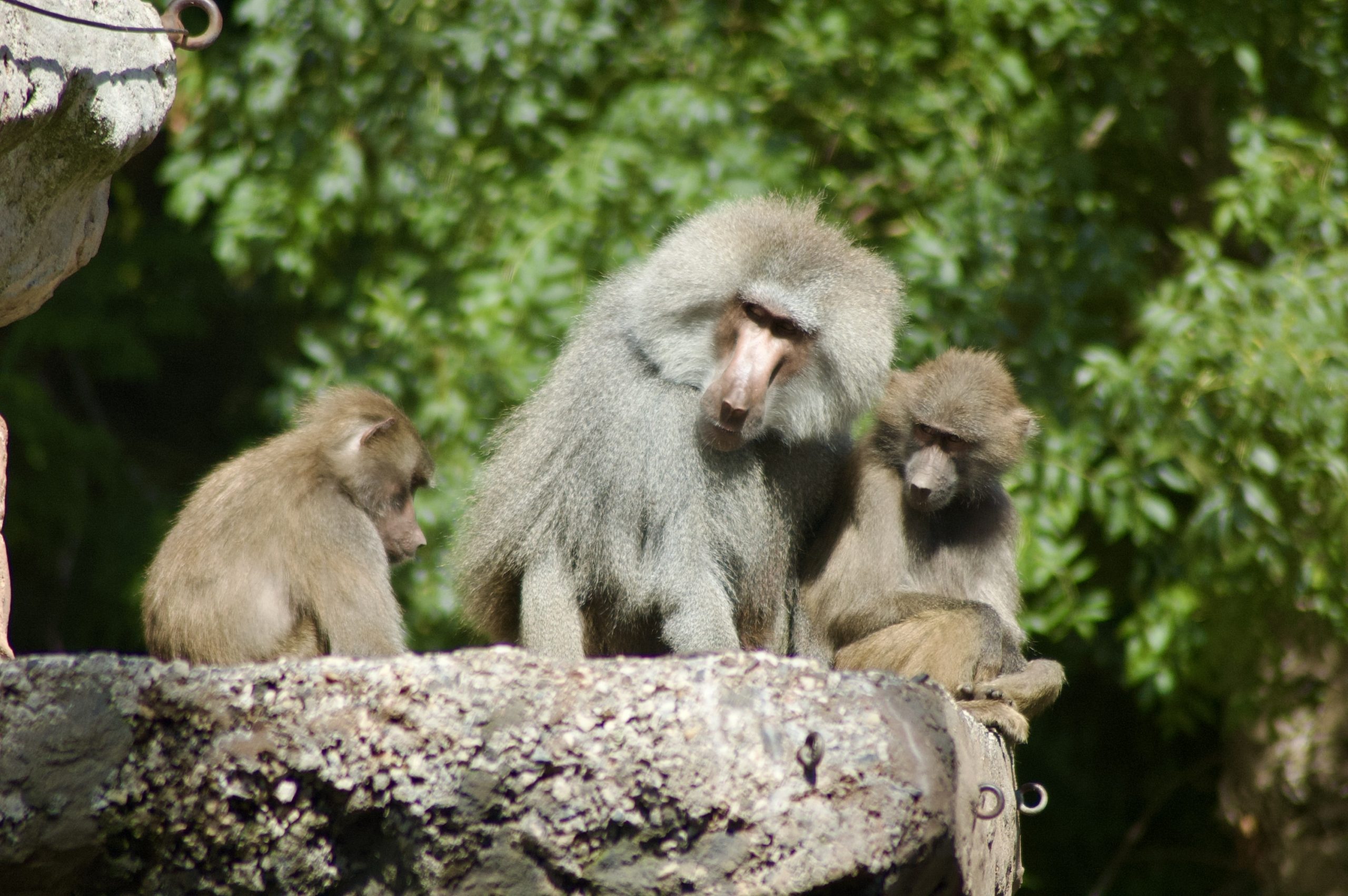 Hamadryas Baboon