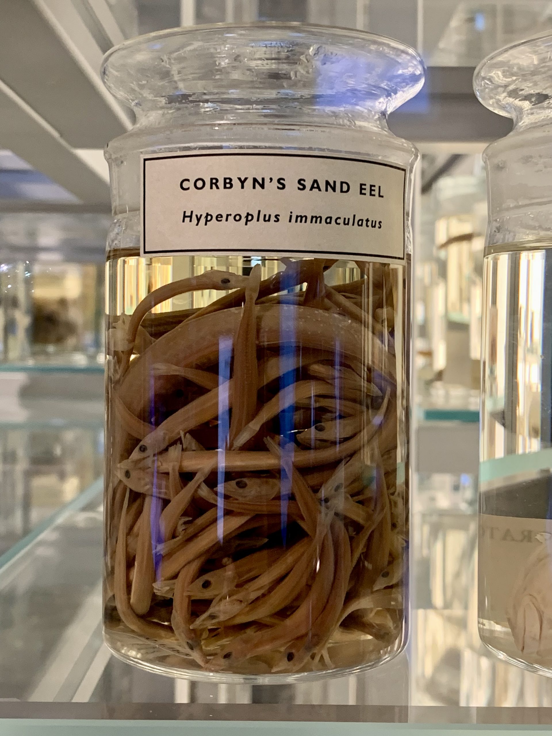 Corbyn’s Sand Eel