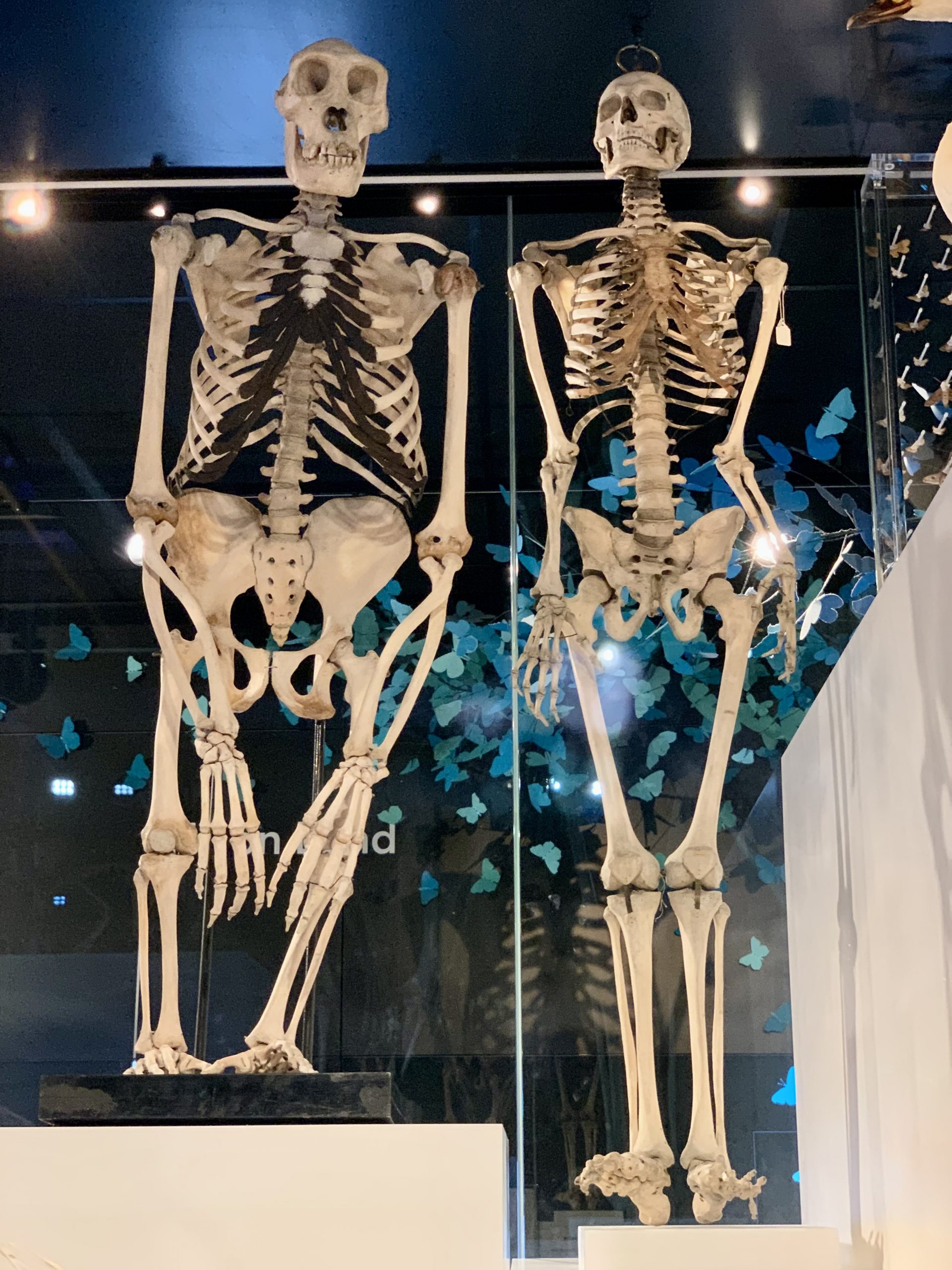 Gorilla & Human