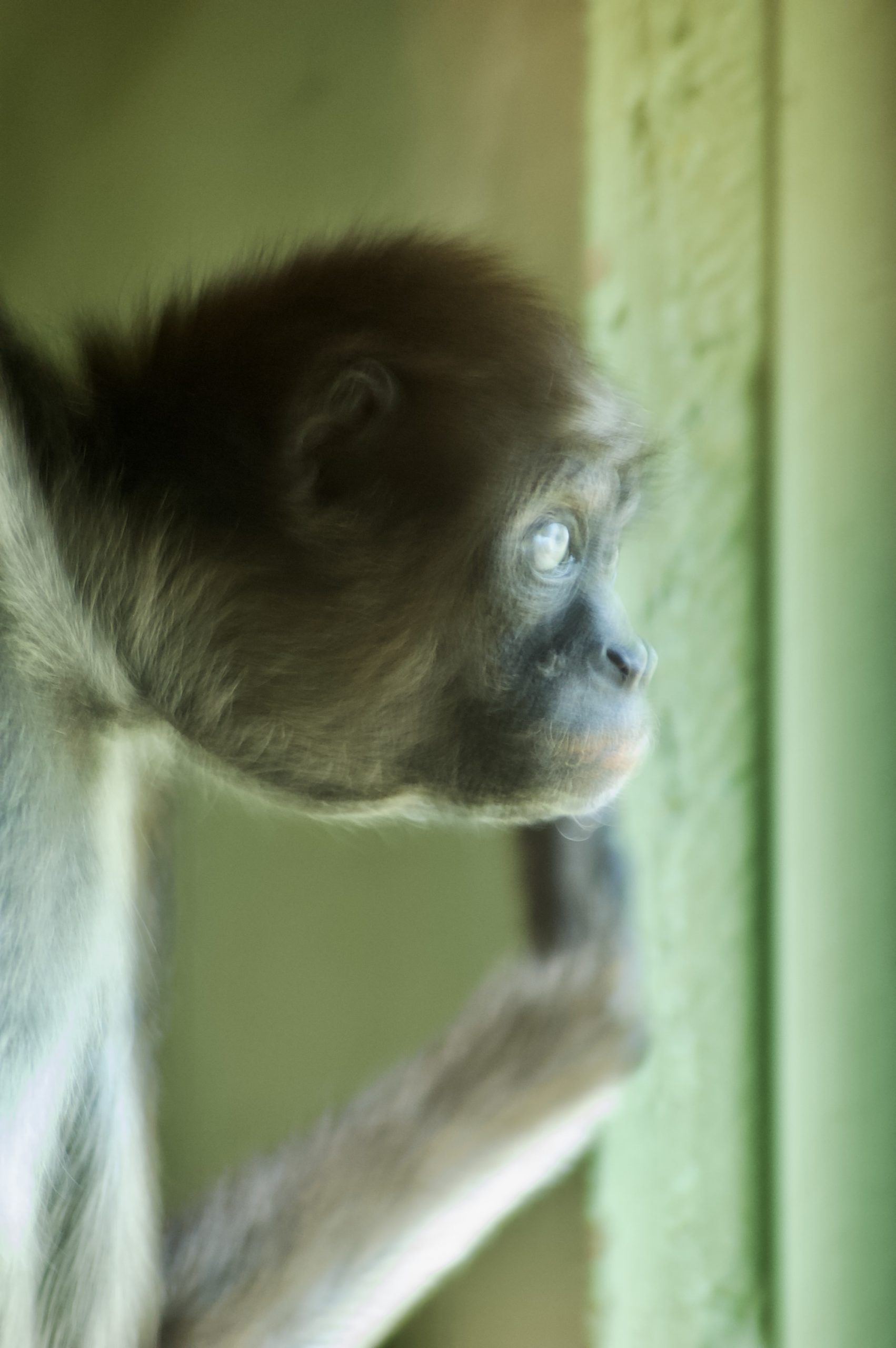 Brown Spider Monkey