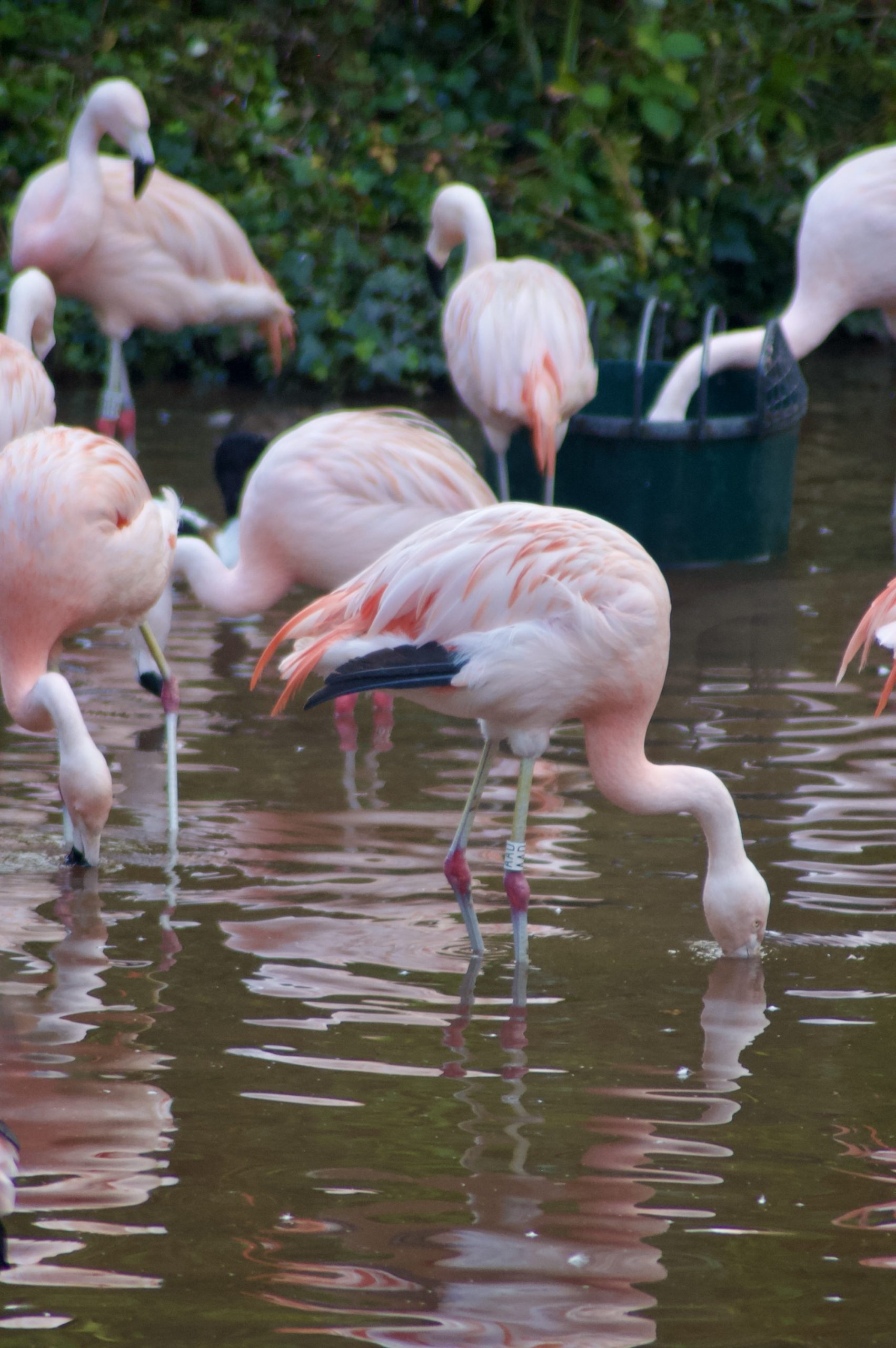 Chilean Flamingo