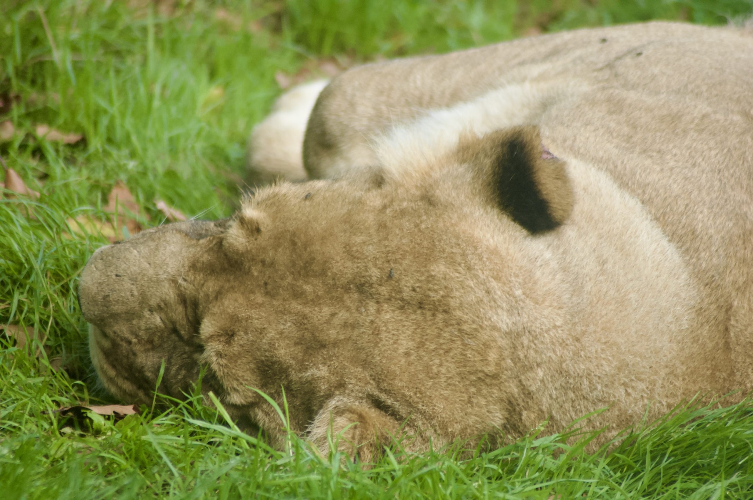 Resting Lioness